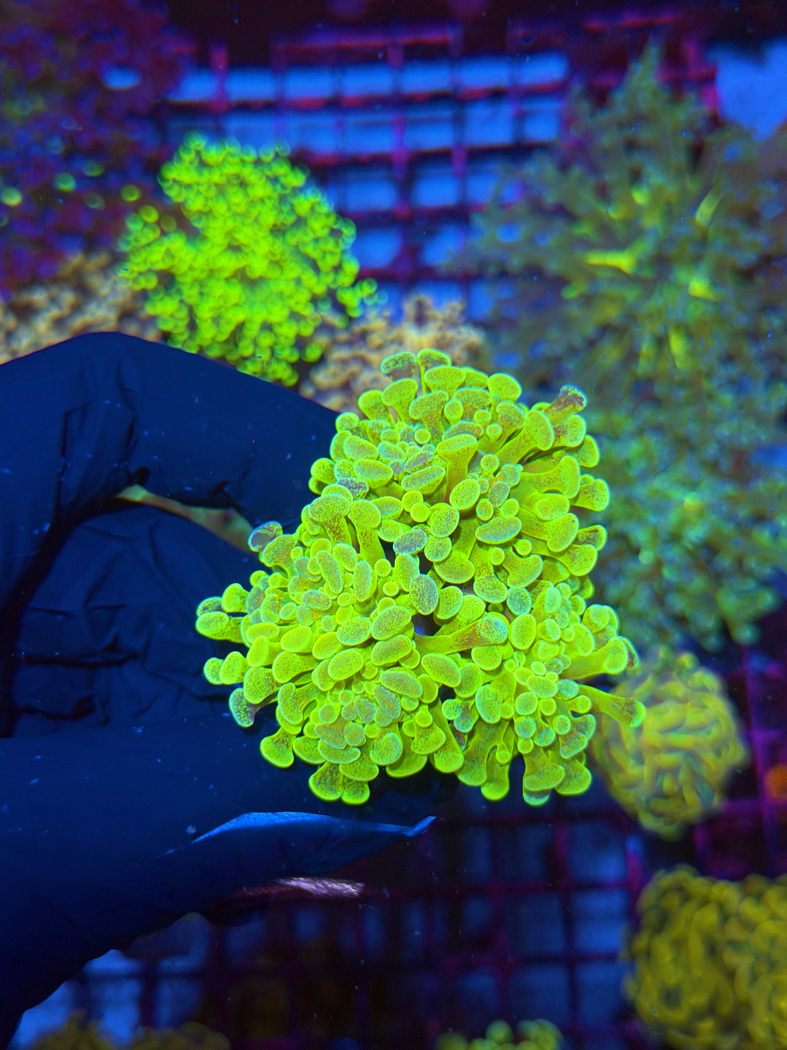 JEA Pixie Stix Hammer Coral 3 XL Heads Rare Last Frag 7/10