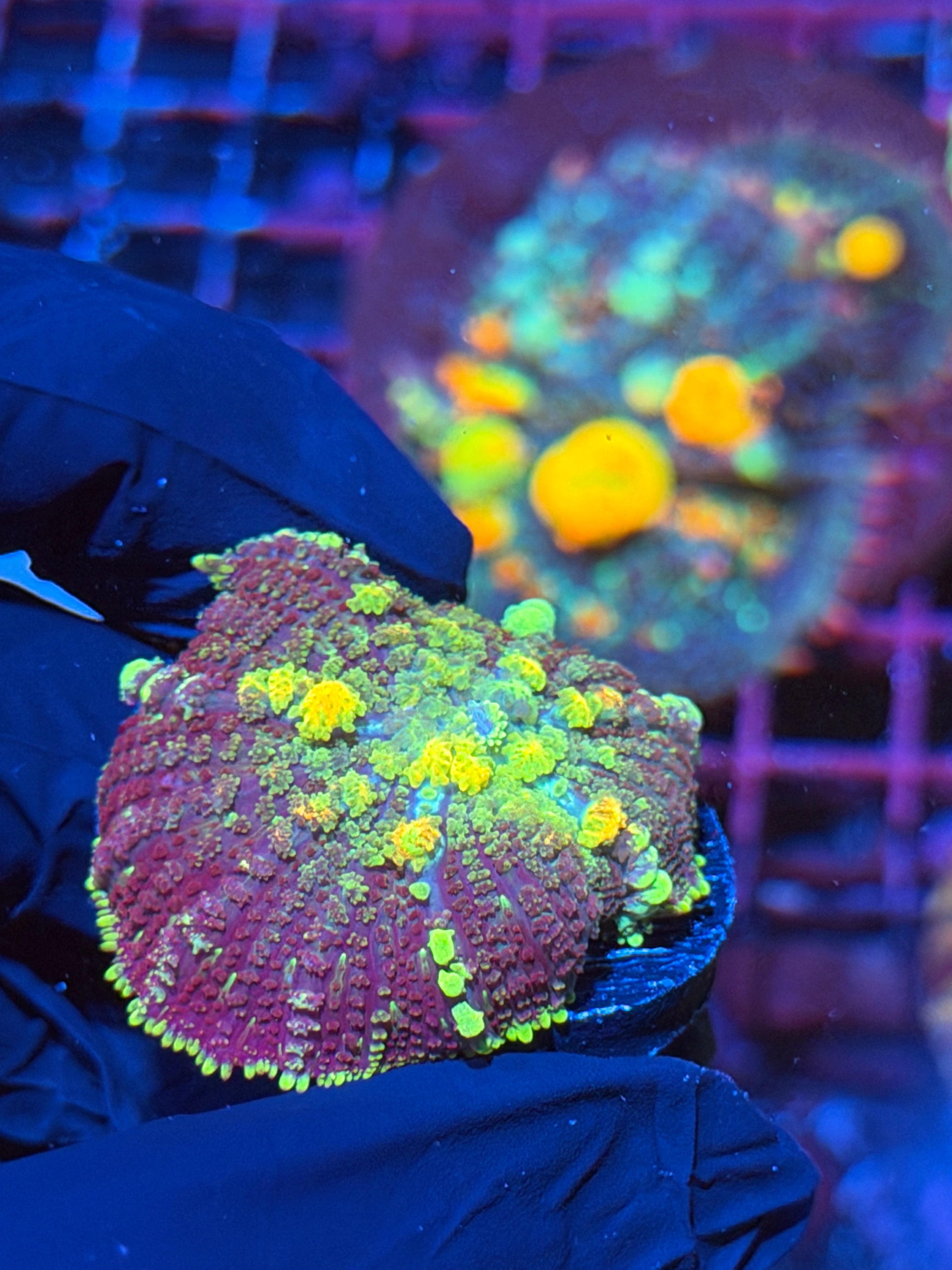 JEA Powerball Bounce Mushroom Coral XL 1.5” 3/4
