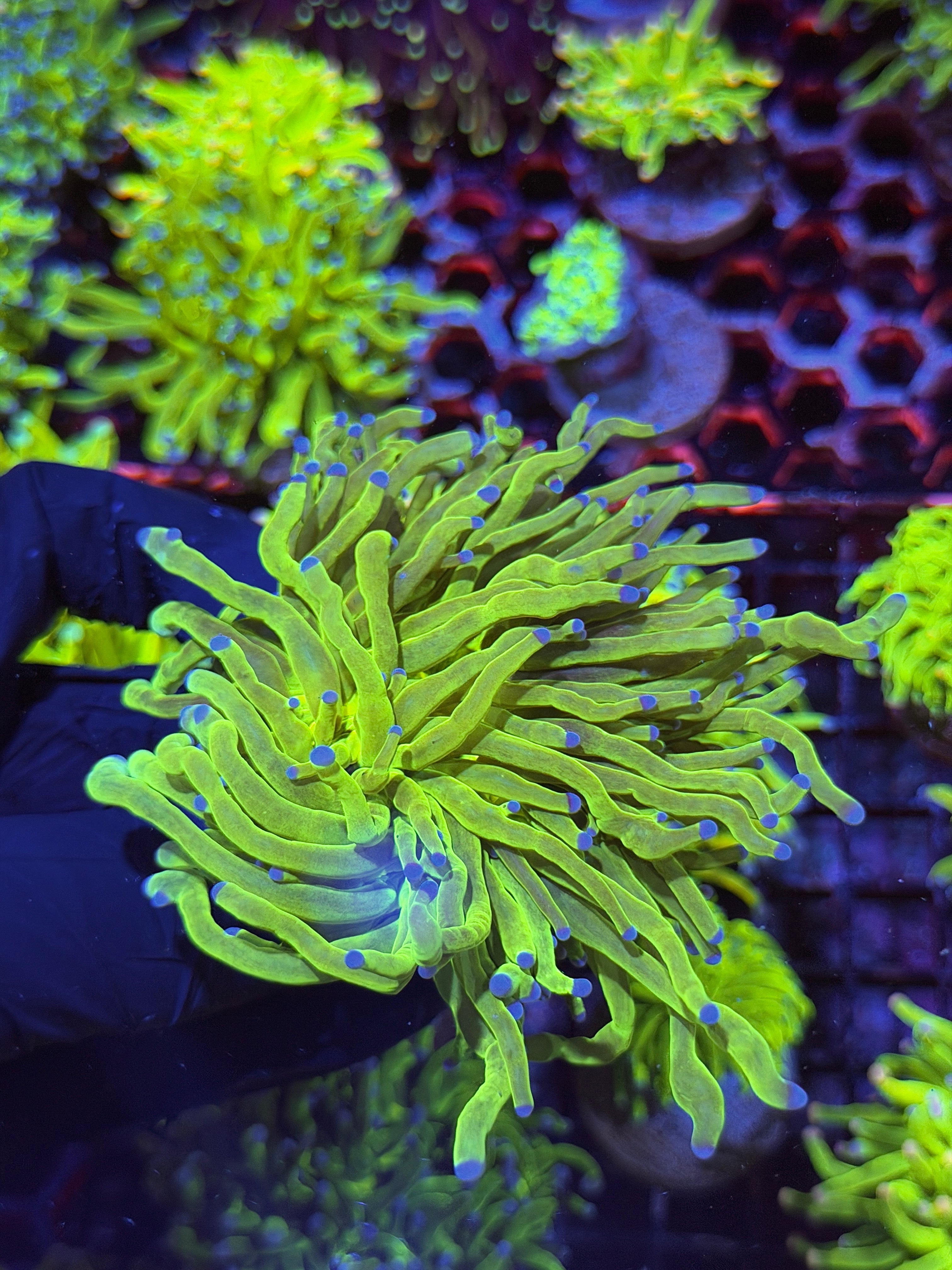 JEA Holy Grail Torch Coral 2 Heads Splitting XL