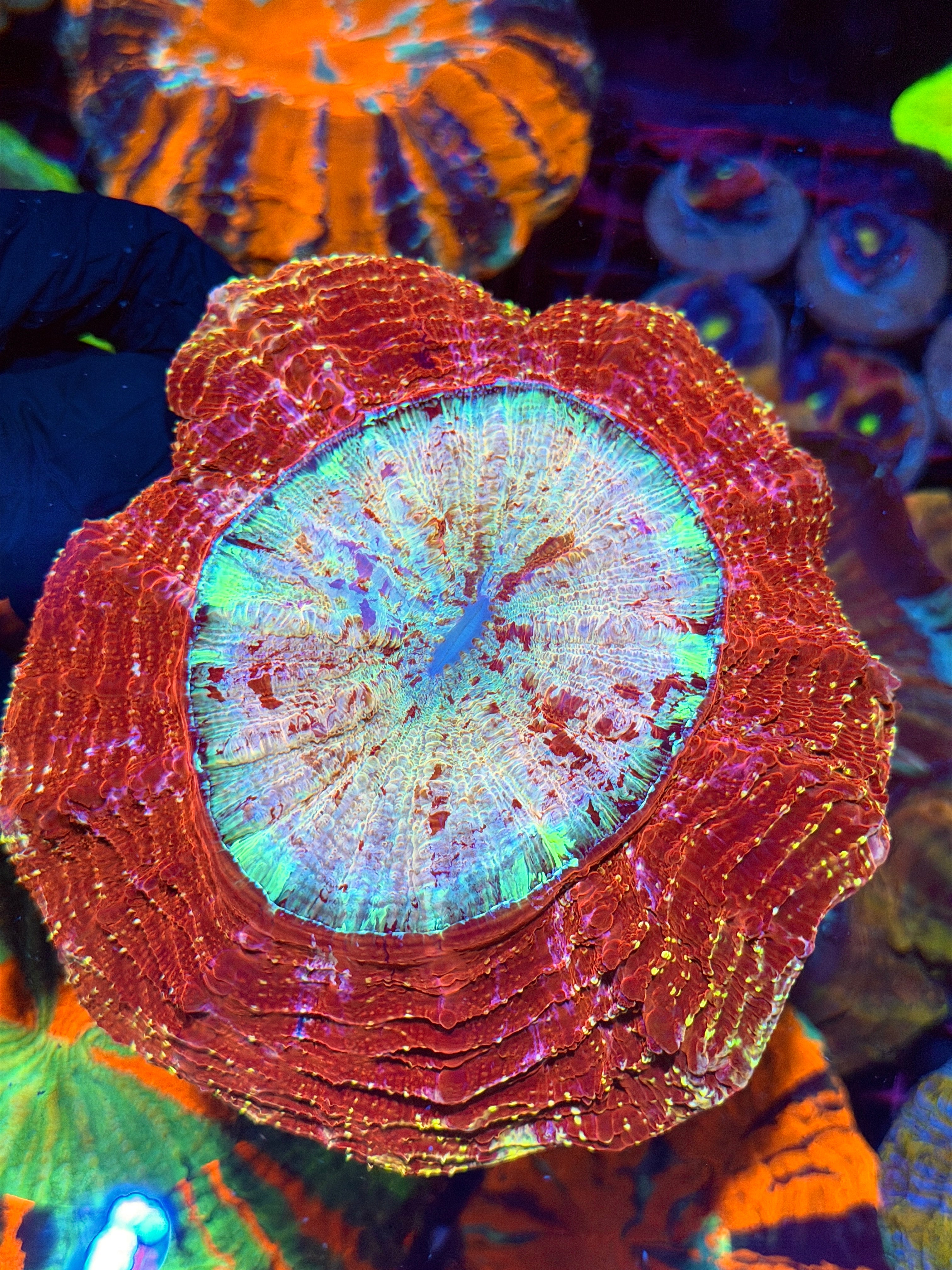 Insane Red / Multicolor Glitter Acanthophyllia Meat Coral XL Show Piece 8/29