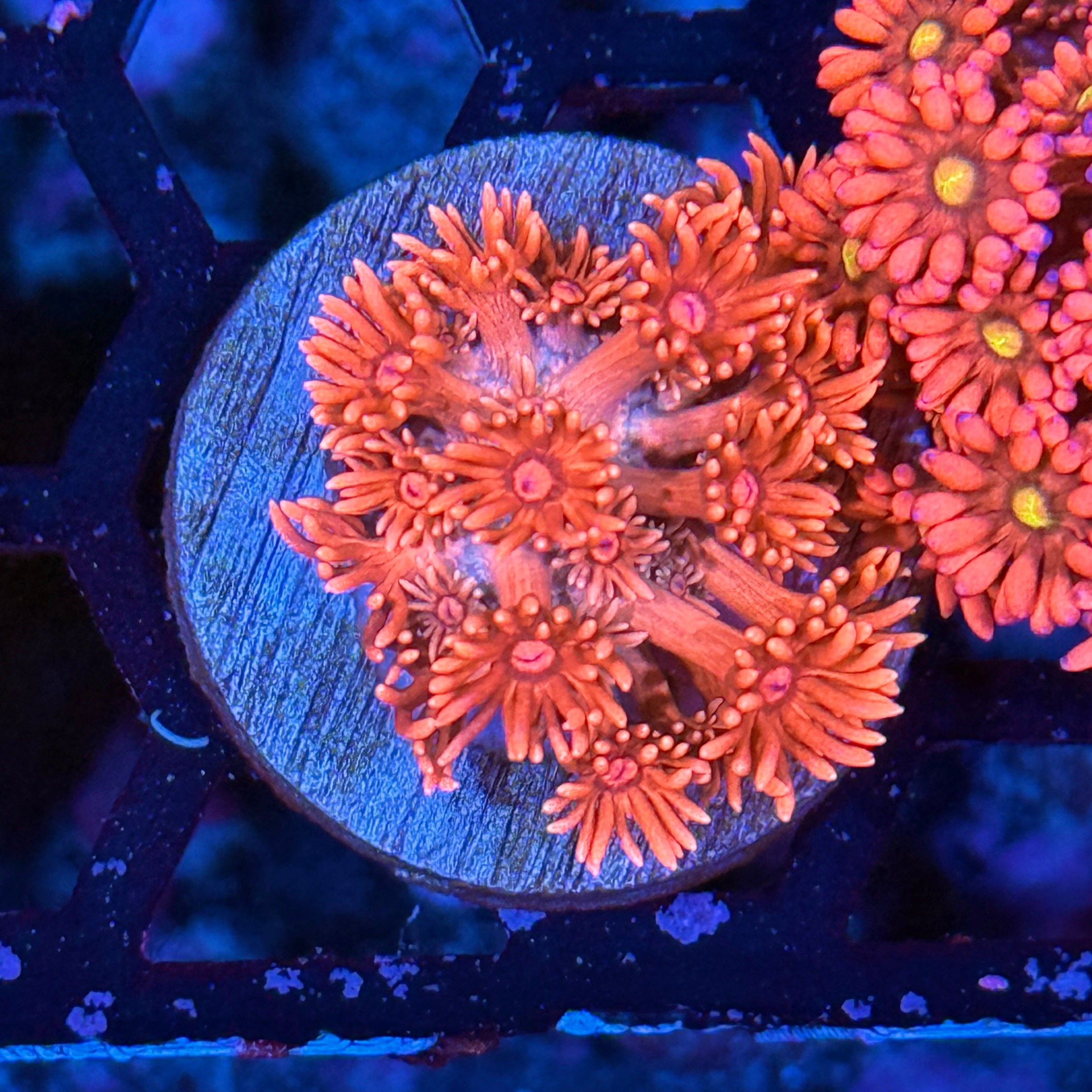 JEA Strawberry Milkshake Goniopora Coral 10/12