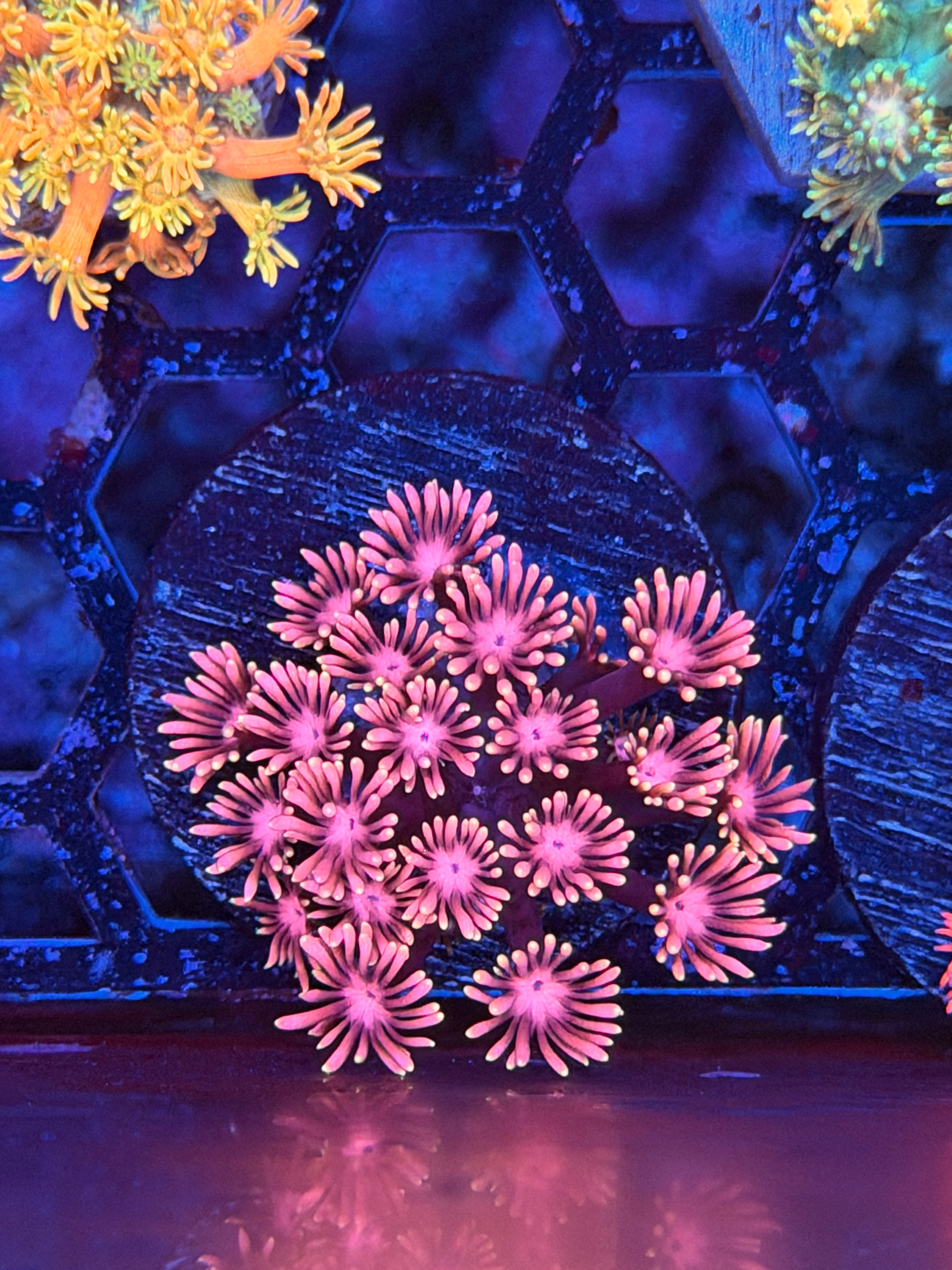 JEA Pink Diamond Goniopora Coral *New Release* 3/16