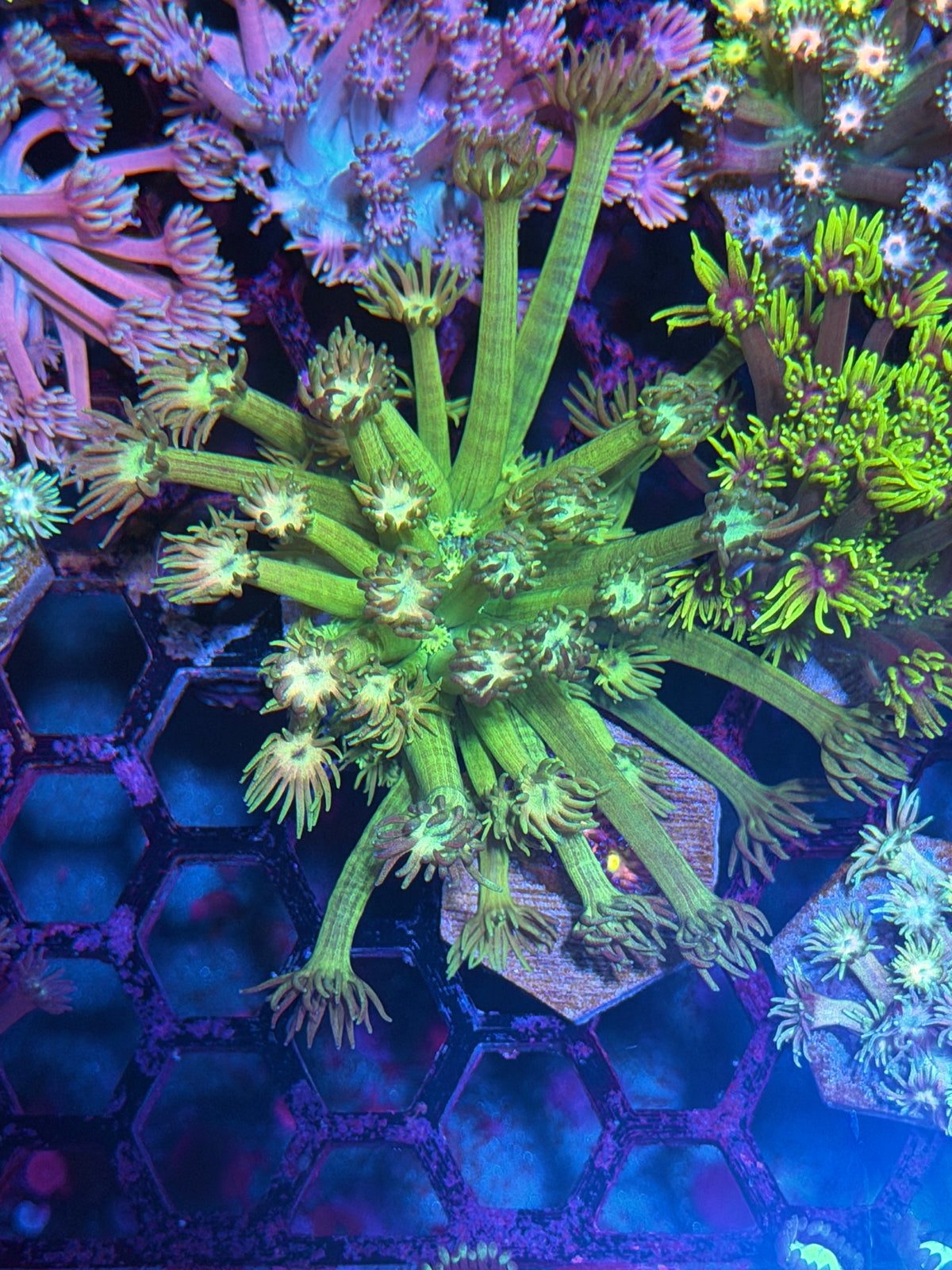 JEA Lex Luthor Goniopora Coral XL 9/27