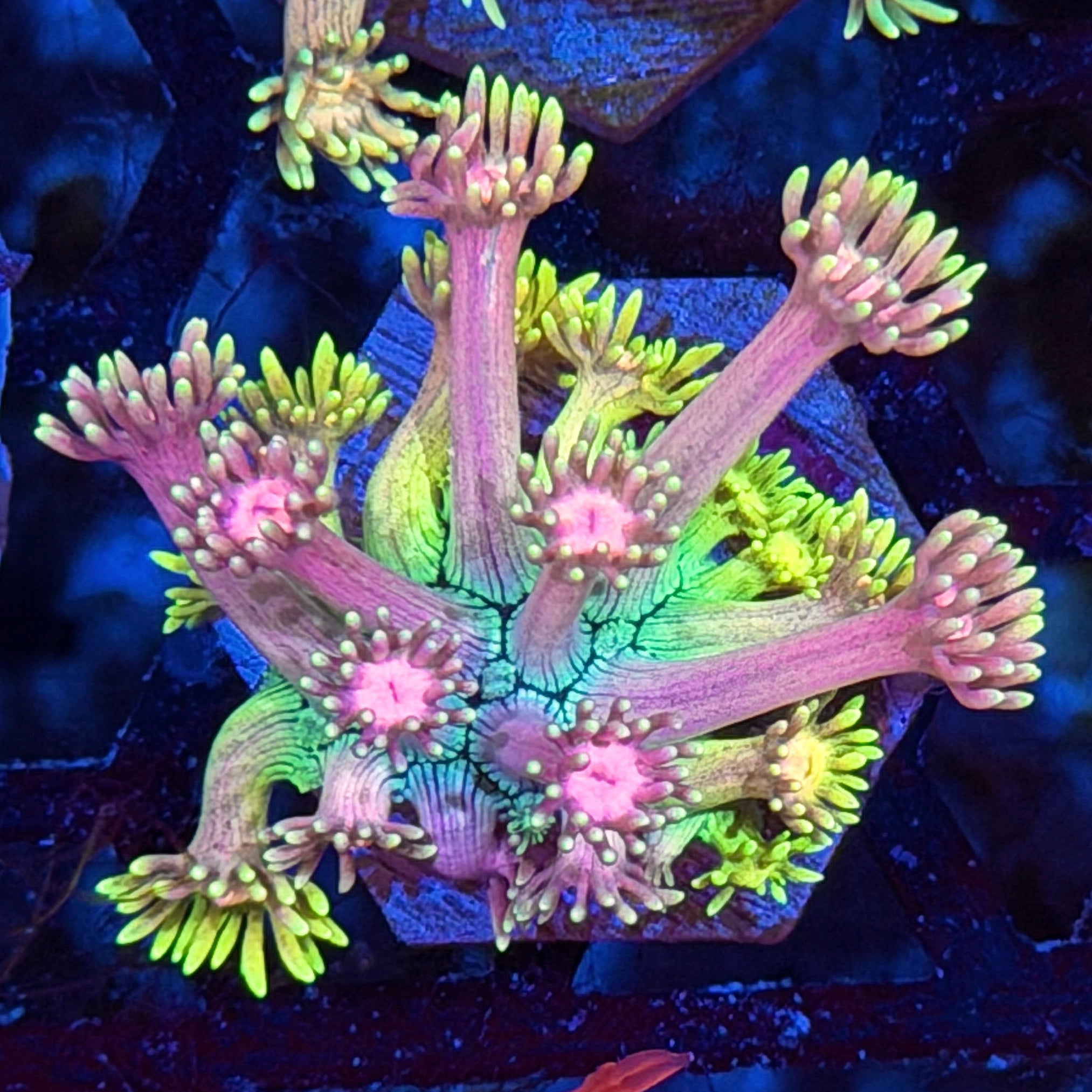 JEA Rainbow Road Goniopora Coral *New Release* 7/22