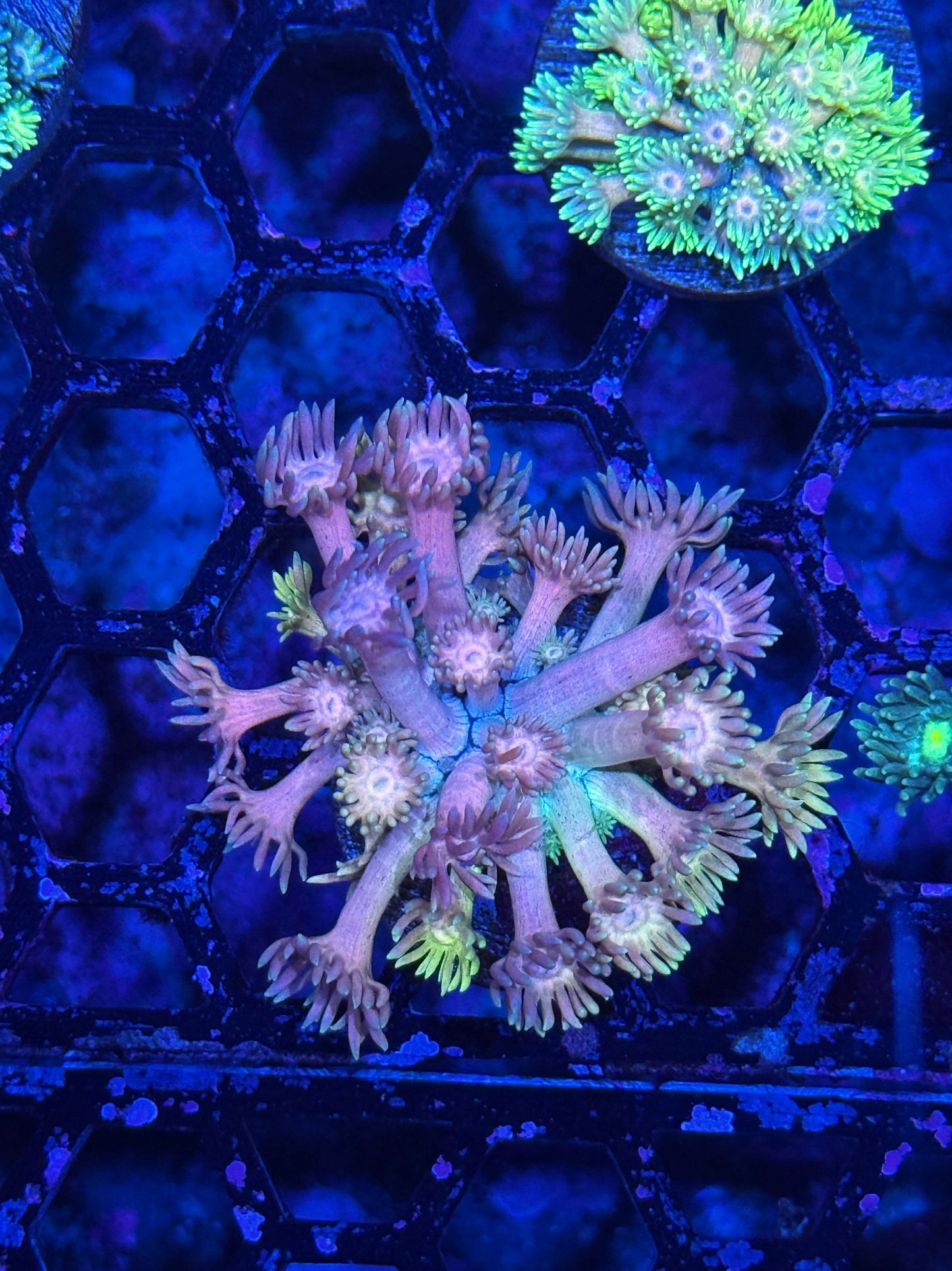 Jay's Exotic Coral Auctions