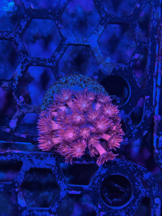 JEA Mystique Goniopora Coral