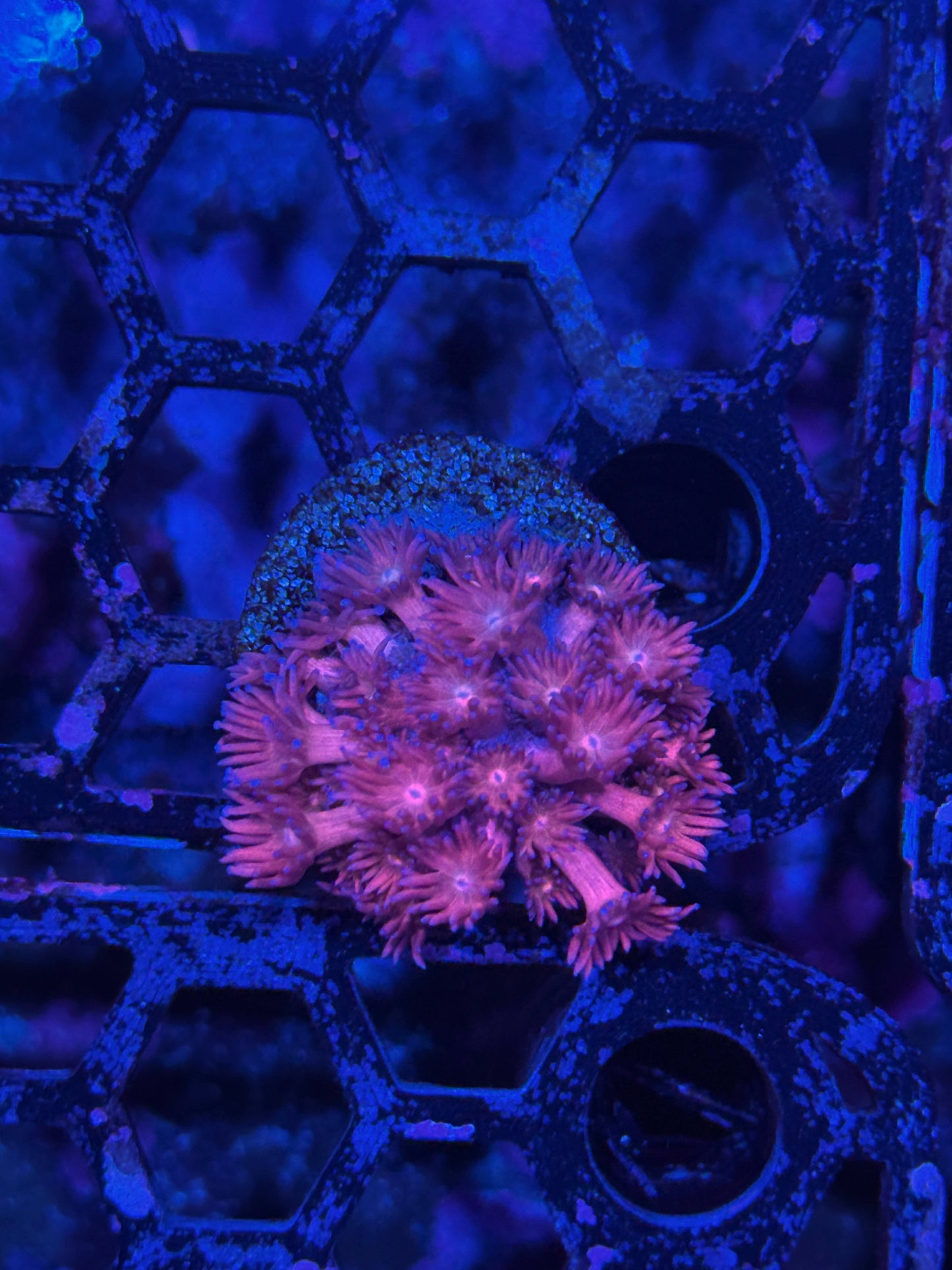 Jay's Exotic Coral Auctions