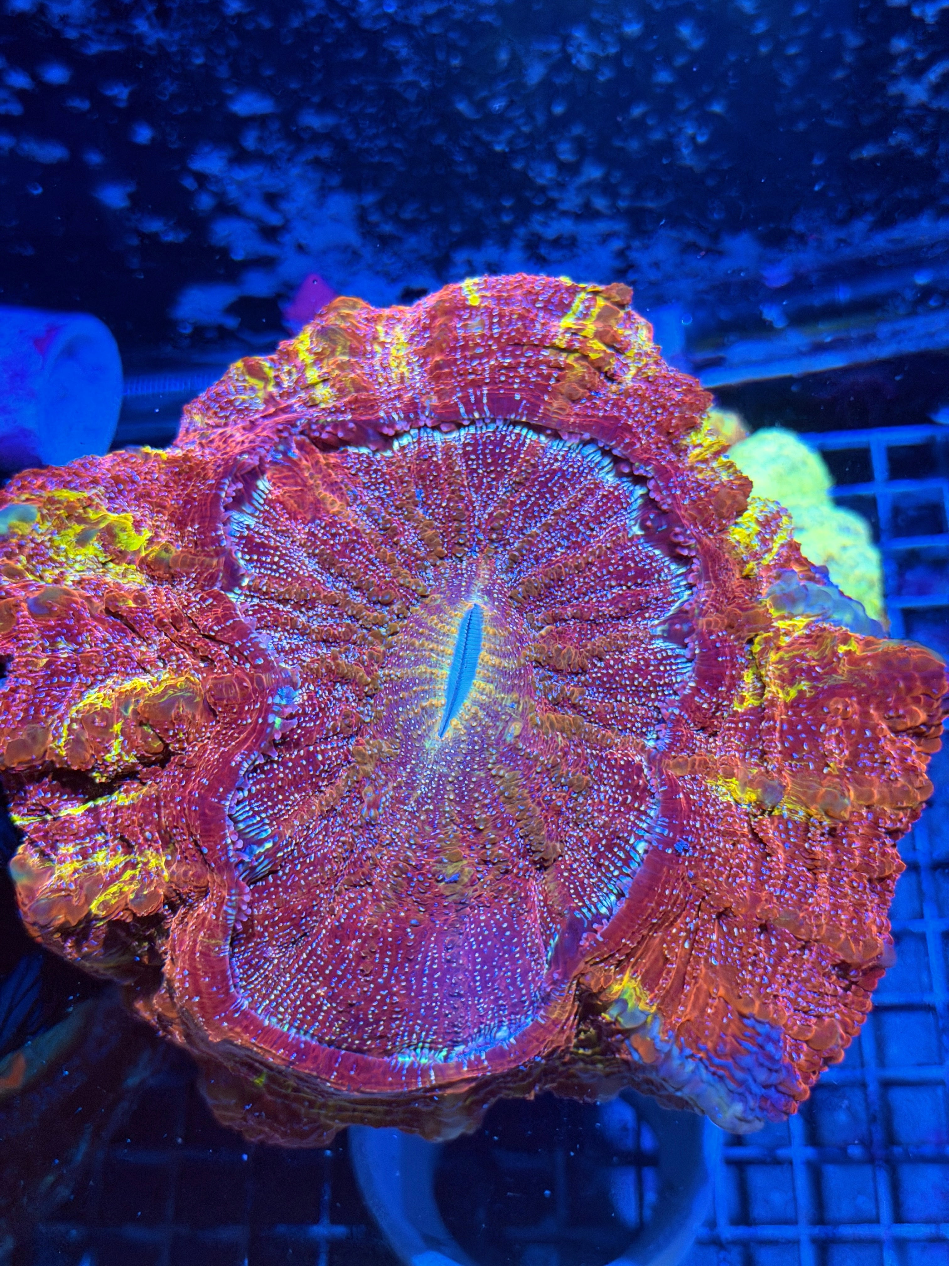 Red Grafted Glitter Acanthophyllia Meat Coral XXXL Show Piece