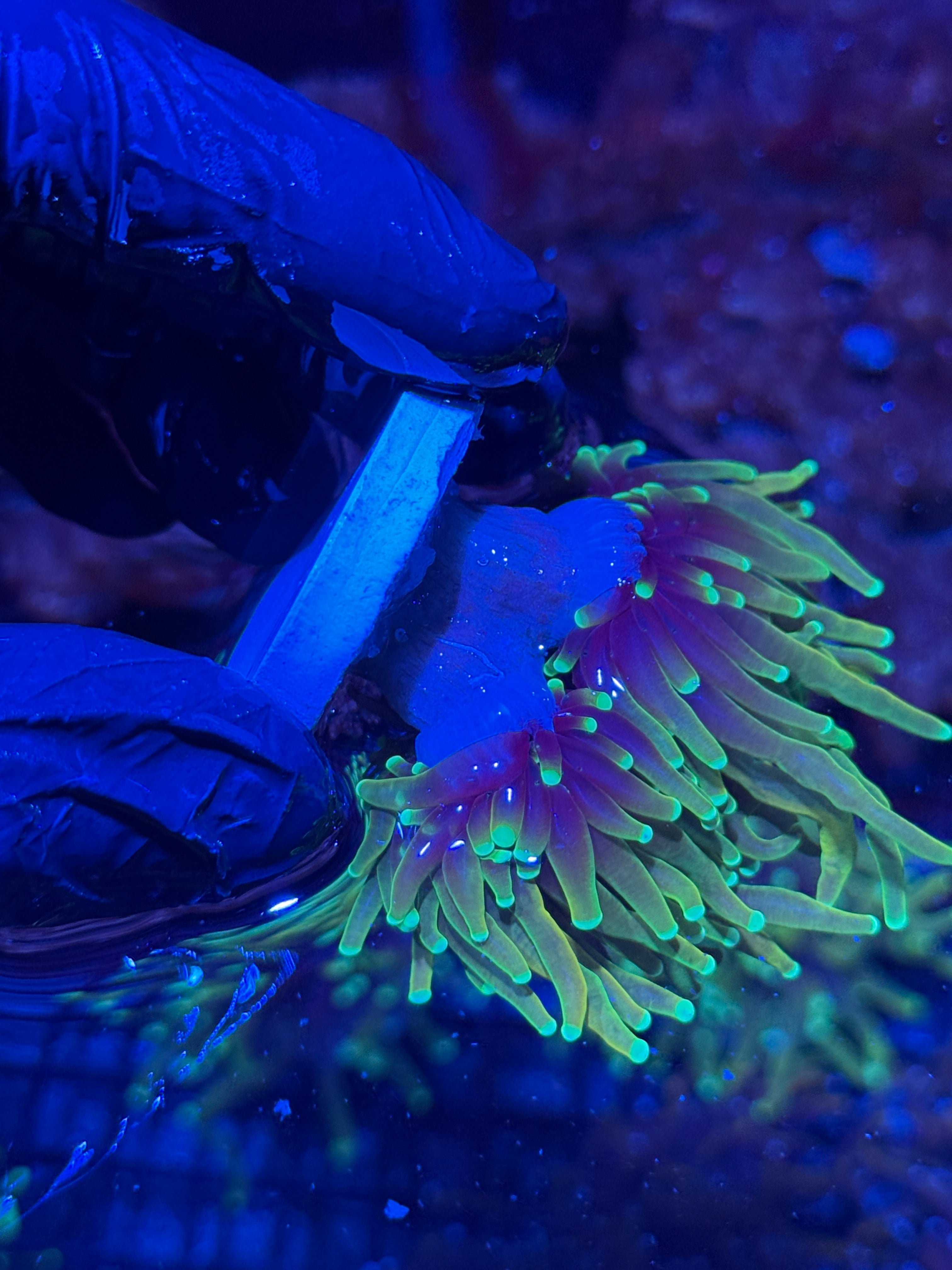 JEA Dragon Fire Torch Coral 2 Heads