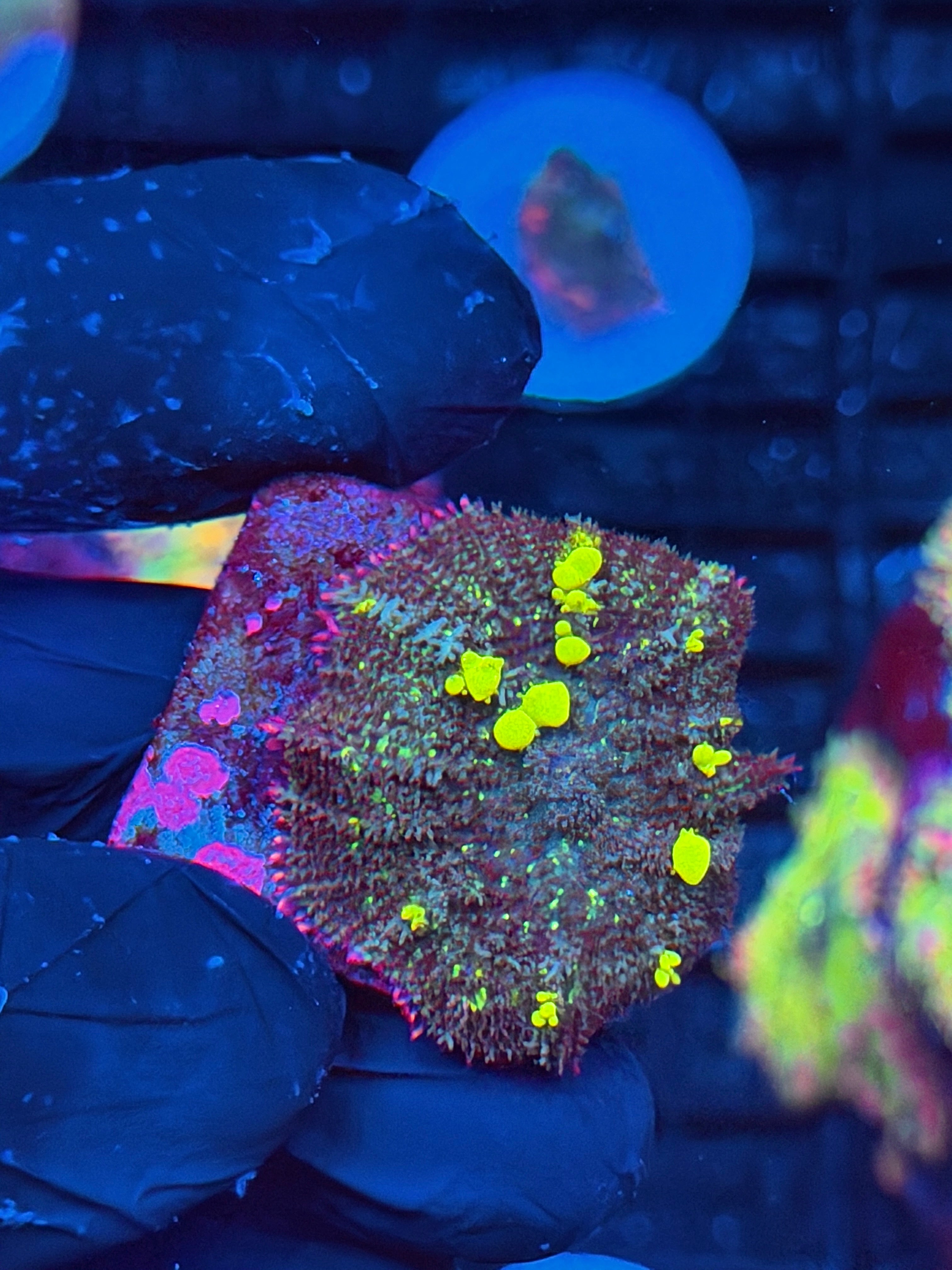 JEA Biohazard Bounce Mushroom Coral XL 9/6