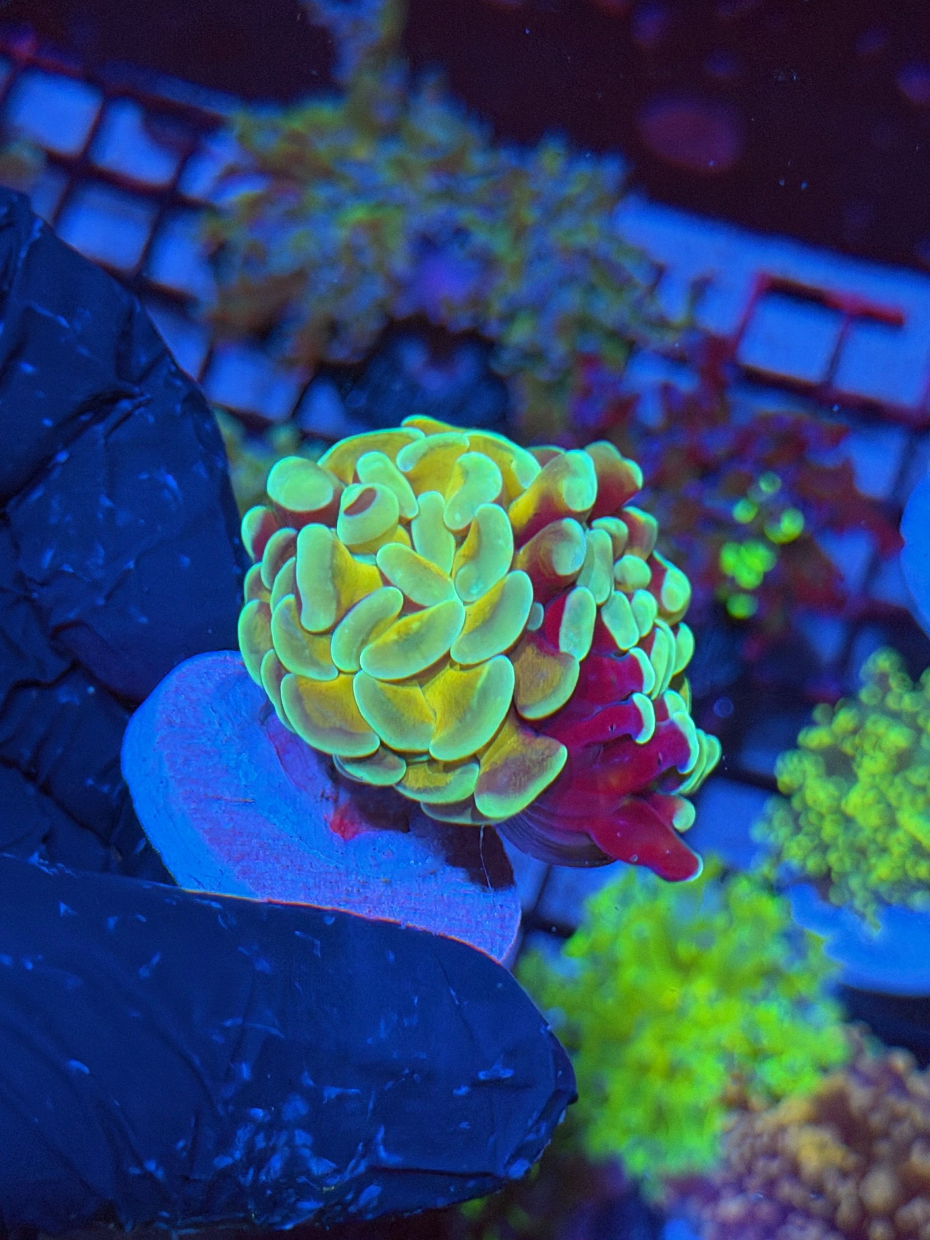 JEA Kaleidoscope Hammer Coral 2 XL Heads Splitting 4/24