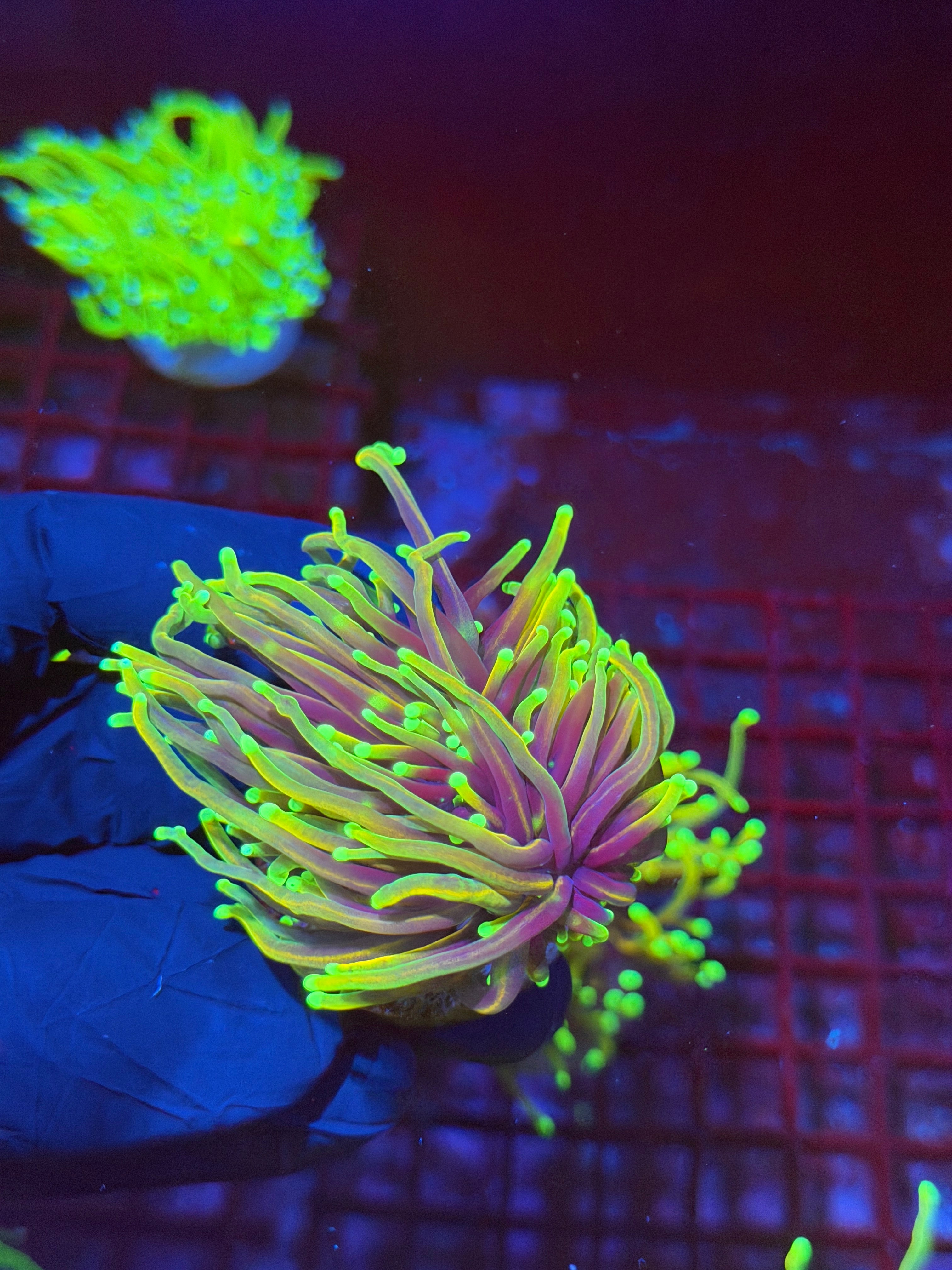 JEA Dragon Fire Torch Coral 2 Heads Splitting XL 9/5