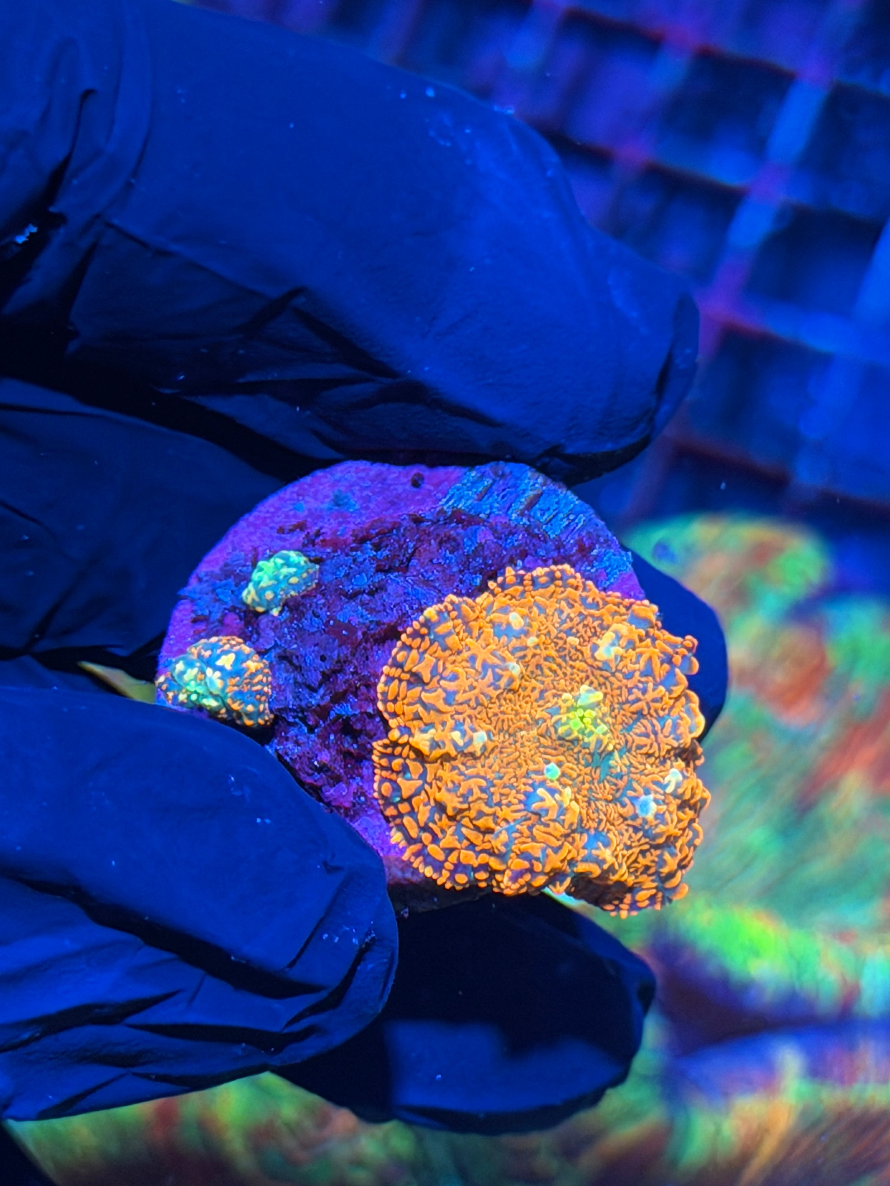 JEA Ultra Rainbow Rhodactis Mushroom Coral XL