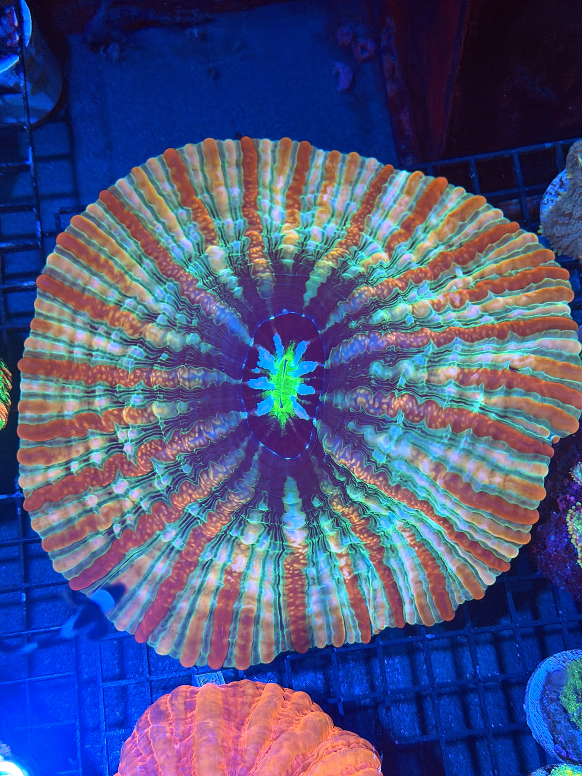 Rainbow Indophyllia Meat Coral XXXL Bright Show Piece 9/28