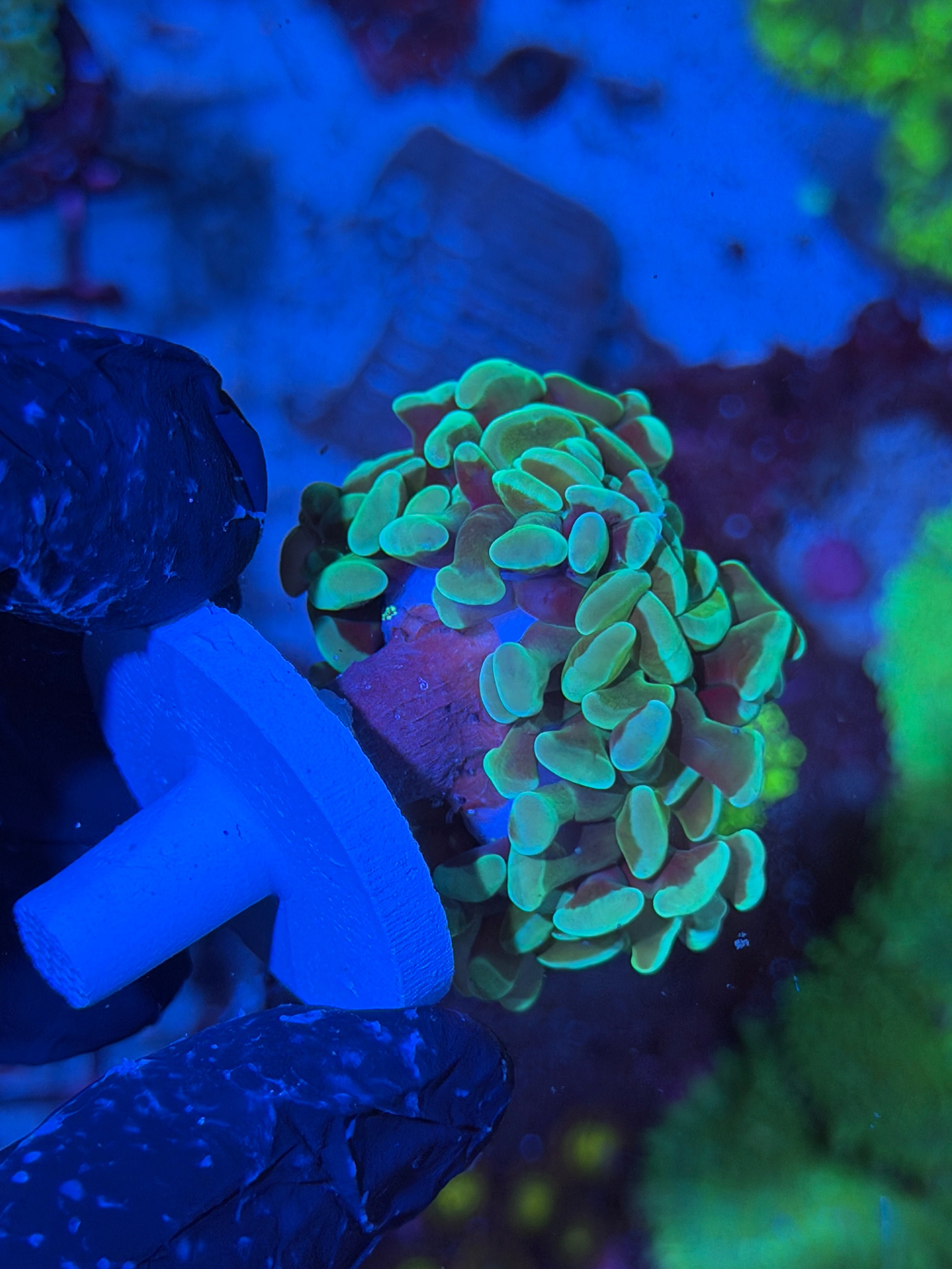 JEA Sour Apple Hammer Coral 3 Heads XXL