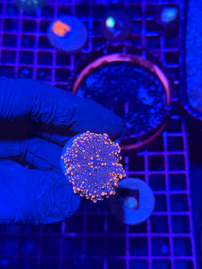 JEA Orange Galaxy Gumball Yuma Mushroom Coral
