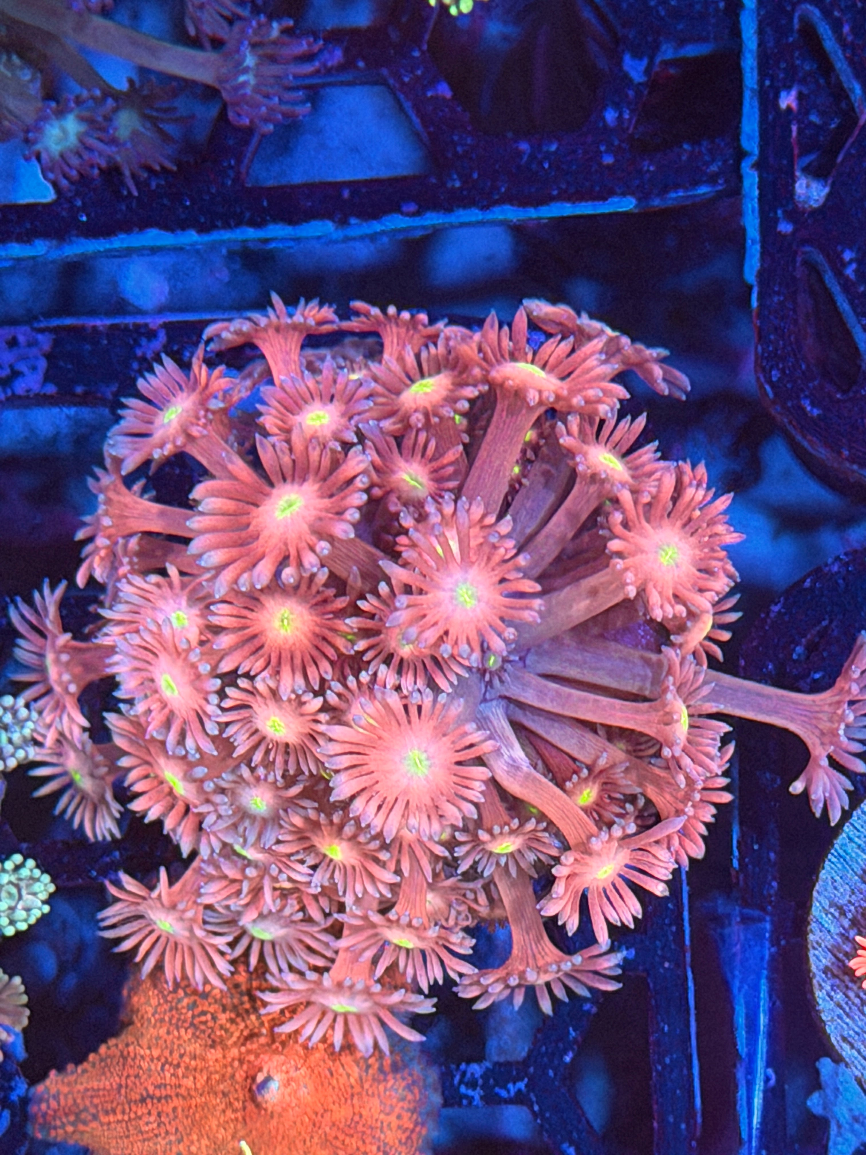 JEA Peach Nebula Goniopora Coral XL Frag 12/1