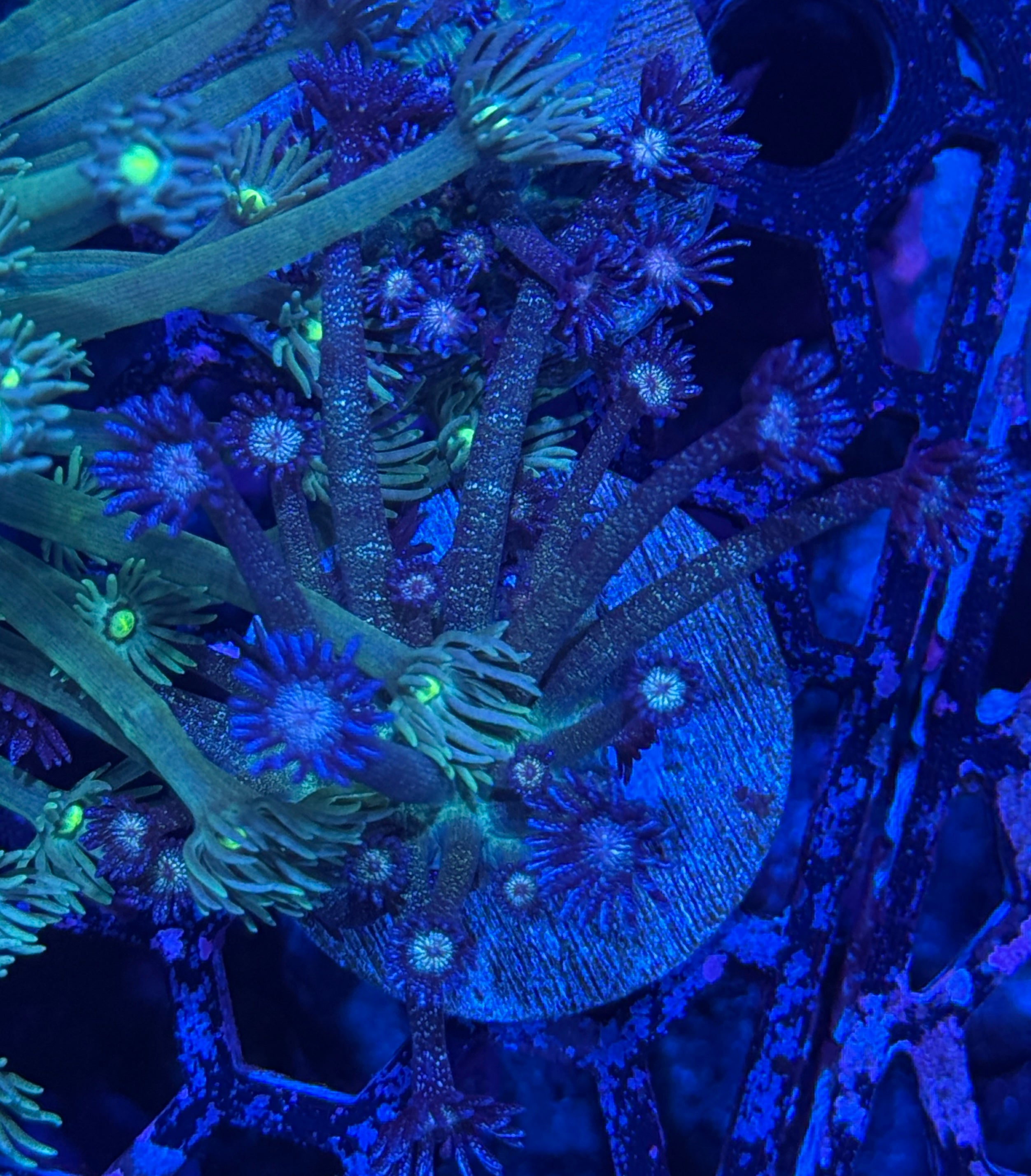 True Blue Glitter Goniopora Coral RARE