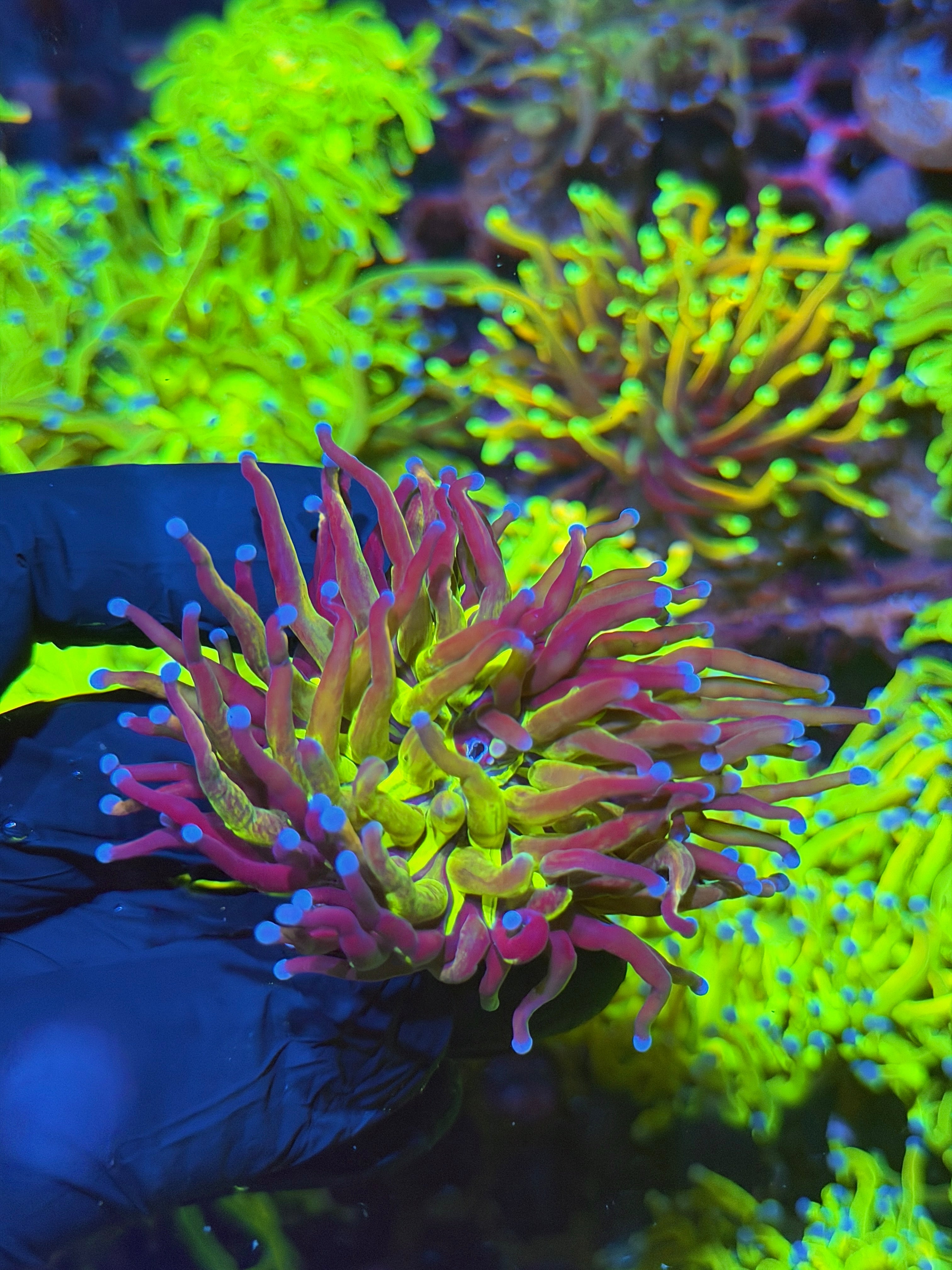 JEA Death Star Holy Grail Torch Coral 1 XXL Head 7/10