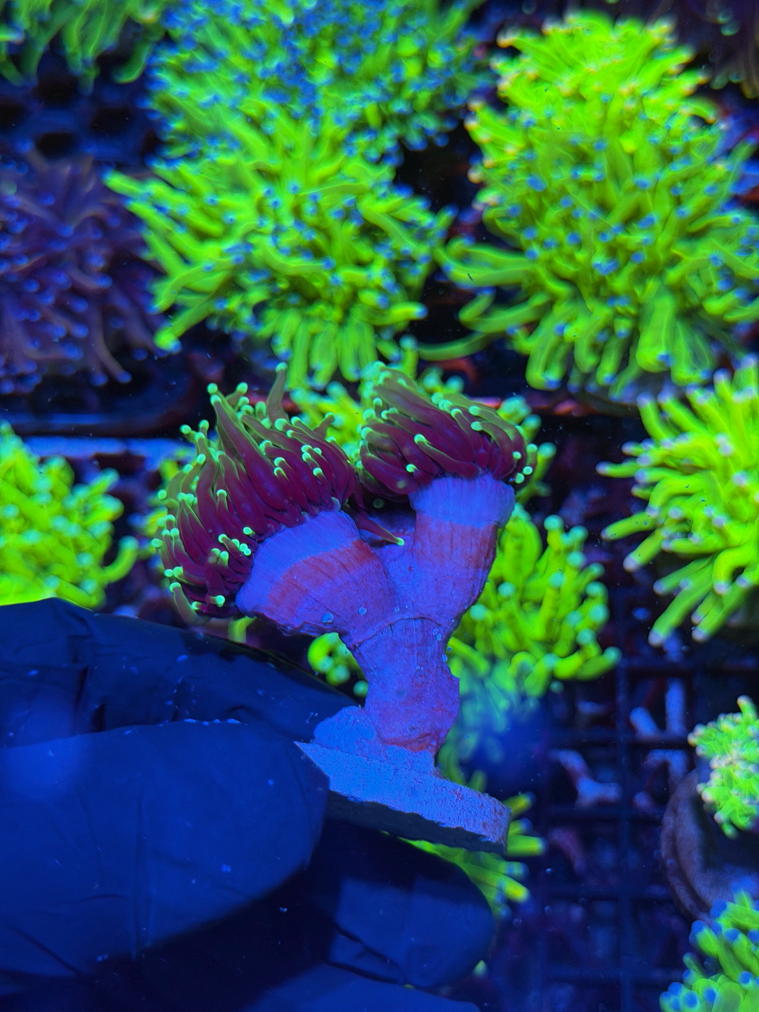 JEA Dragon Soul Torch Coral 3 Heads XL