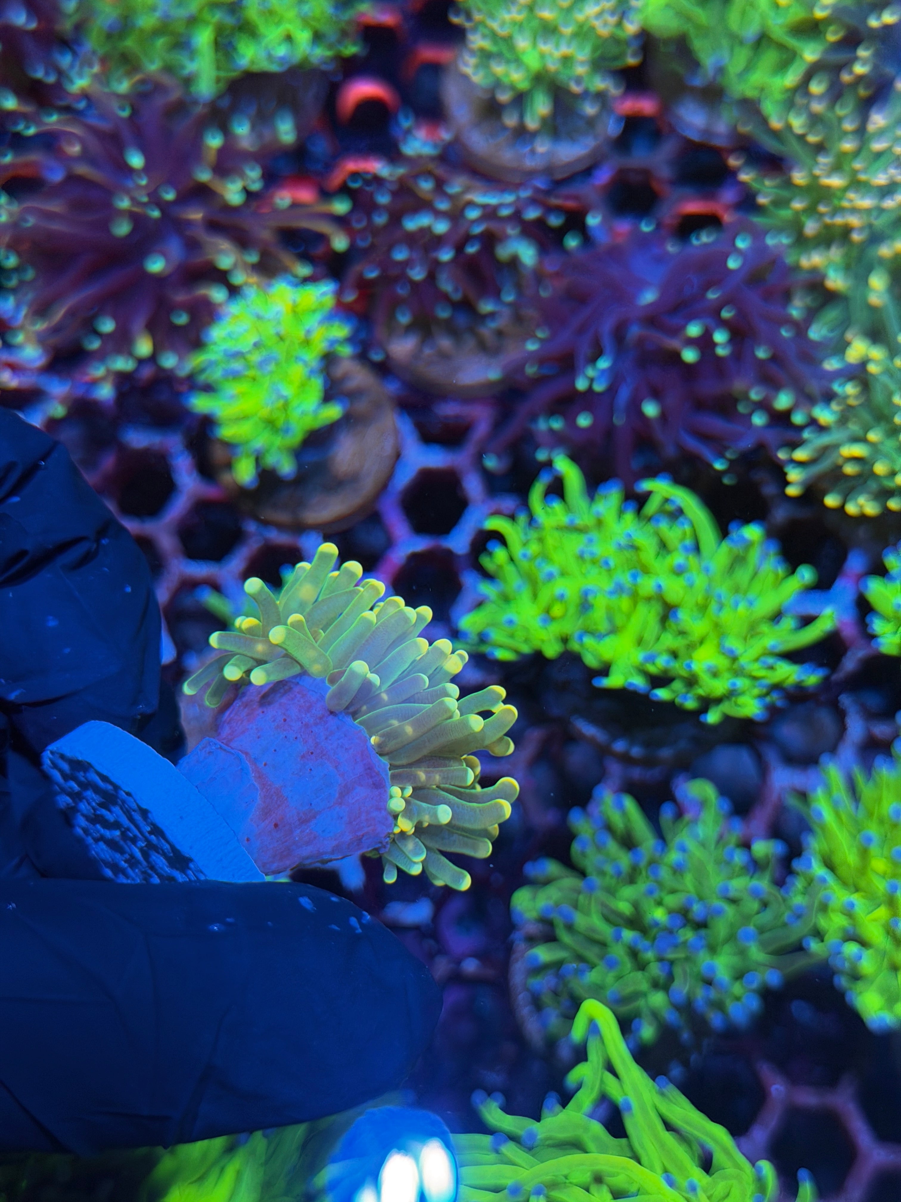 JEA Yellow Sparkler Torch Coral 1 Head