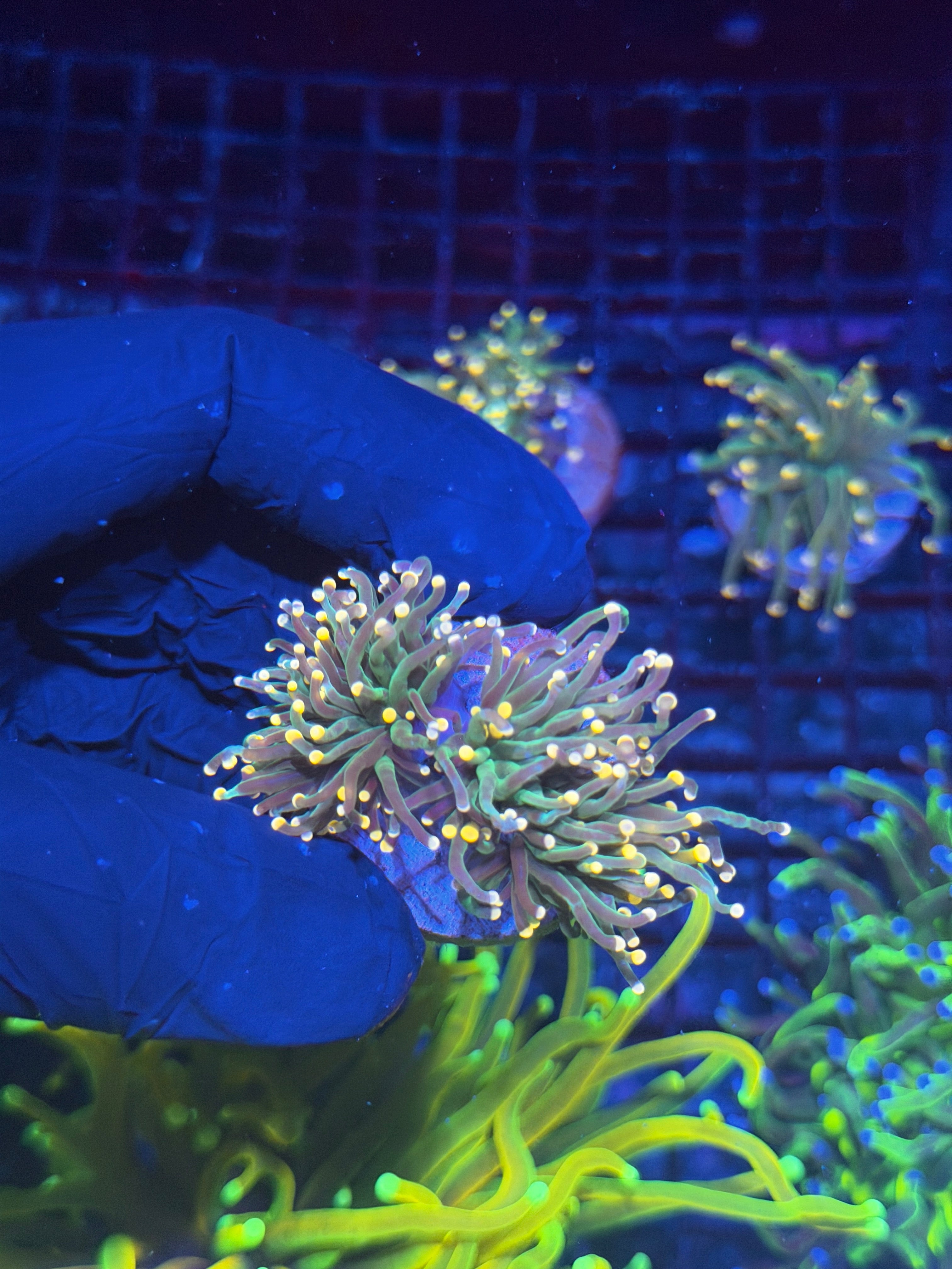 JEA Darksiders Torch Coral 2 Head