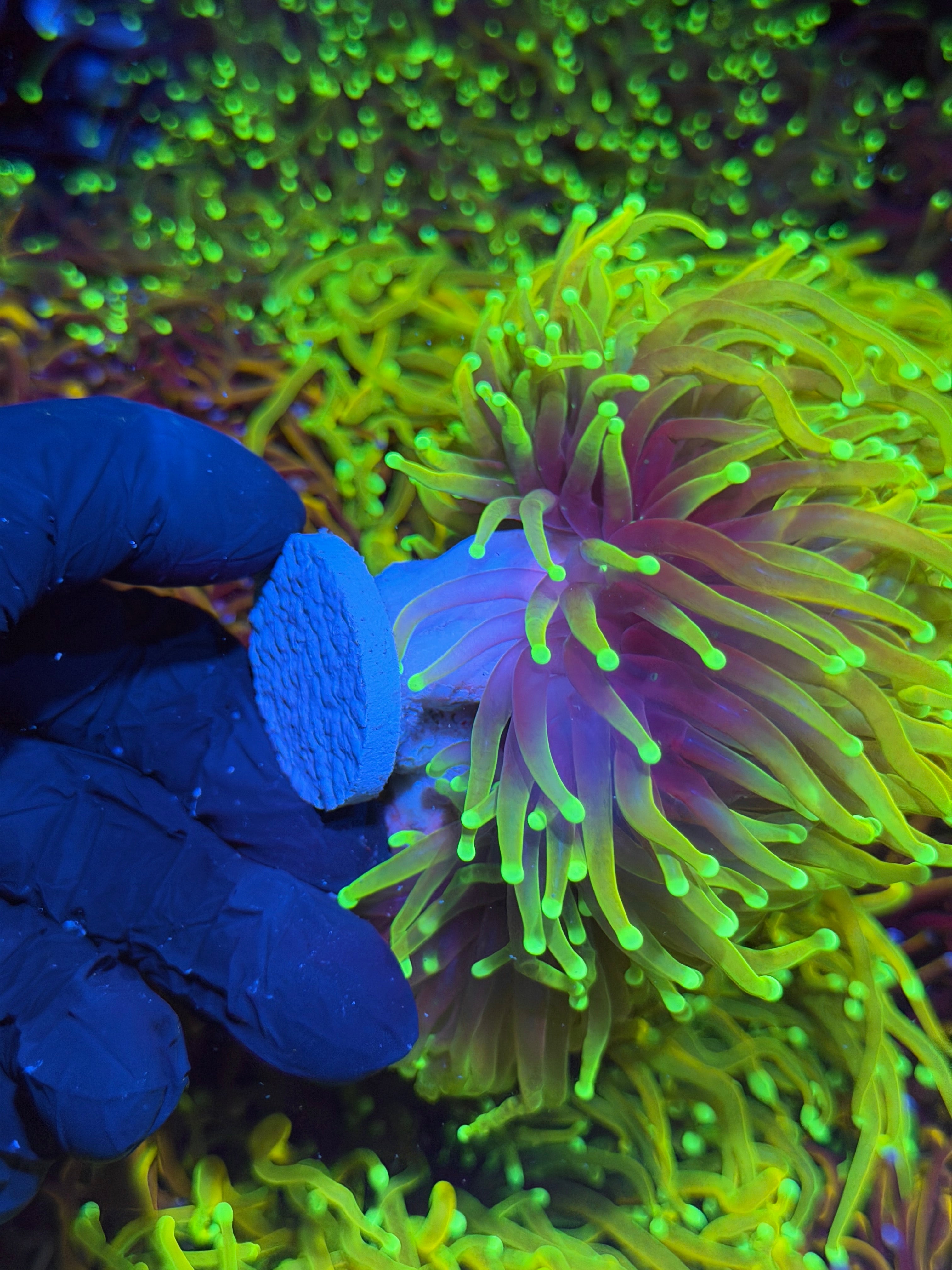 JEA Hellfire Torch Coral Mini Colony Cluster XXXL Bright Crazy Extension