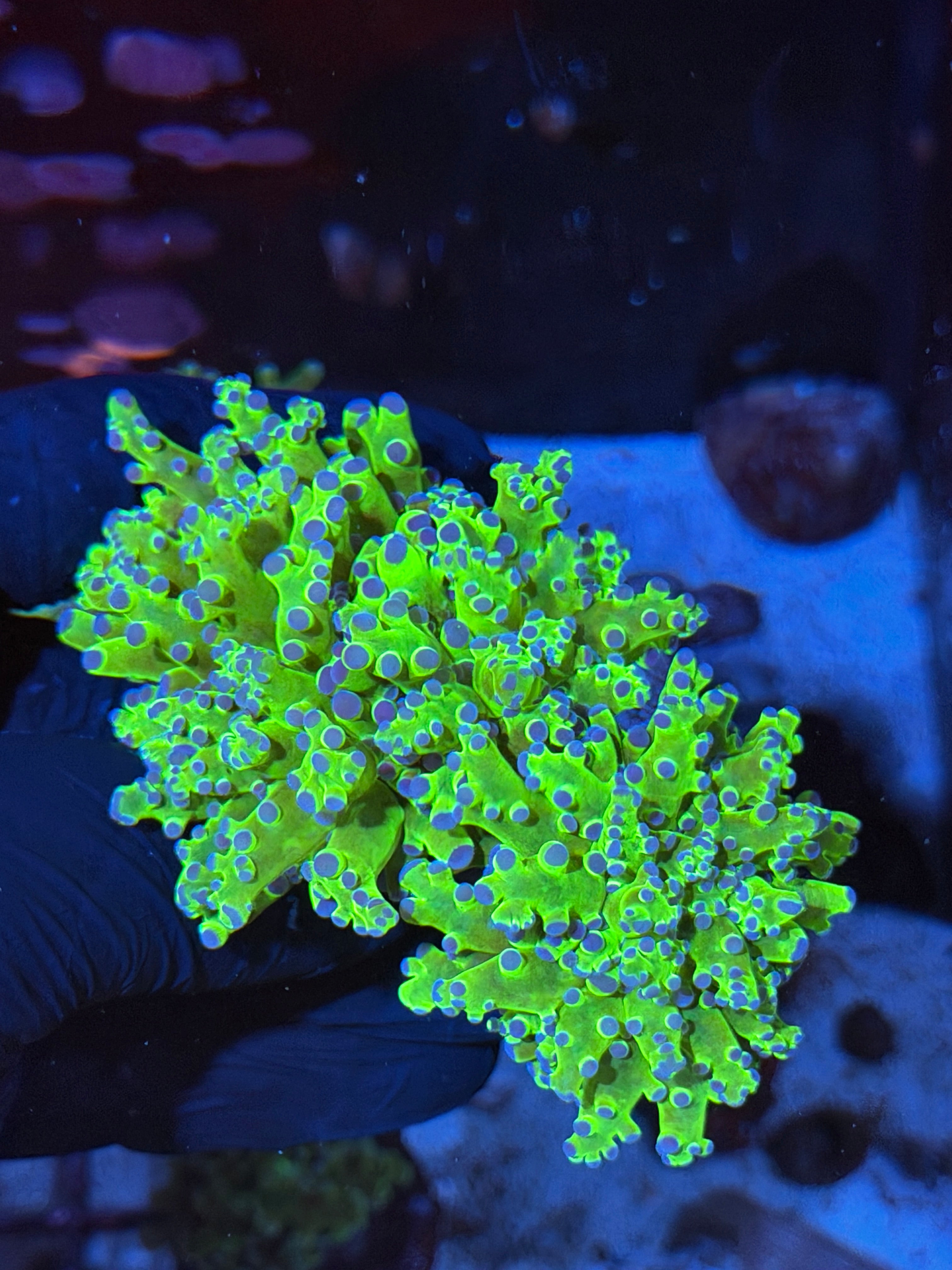 JEA Kermit Frogspawn Coral 3 Heads Splitting XXL Show Size
