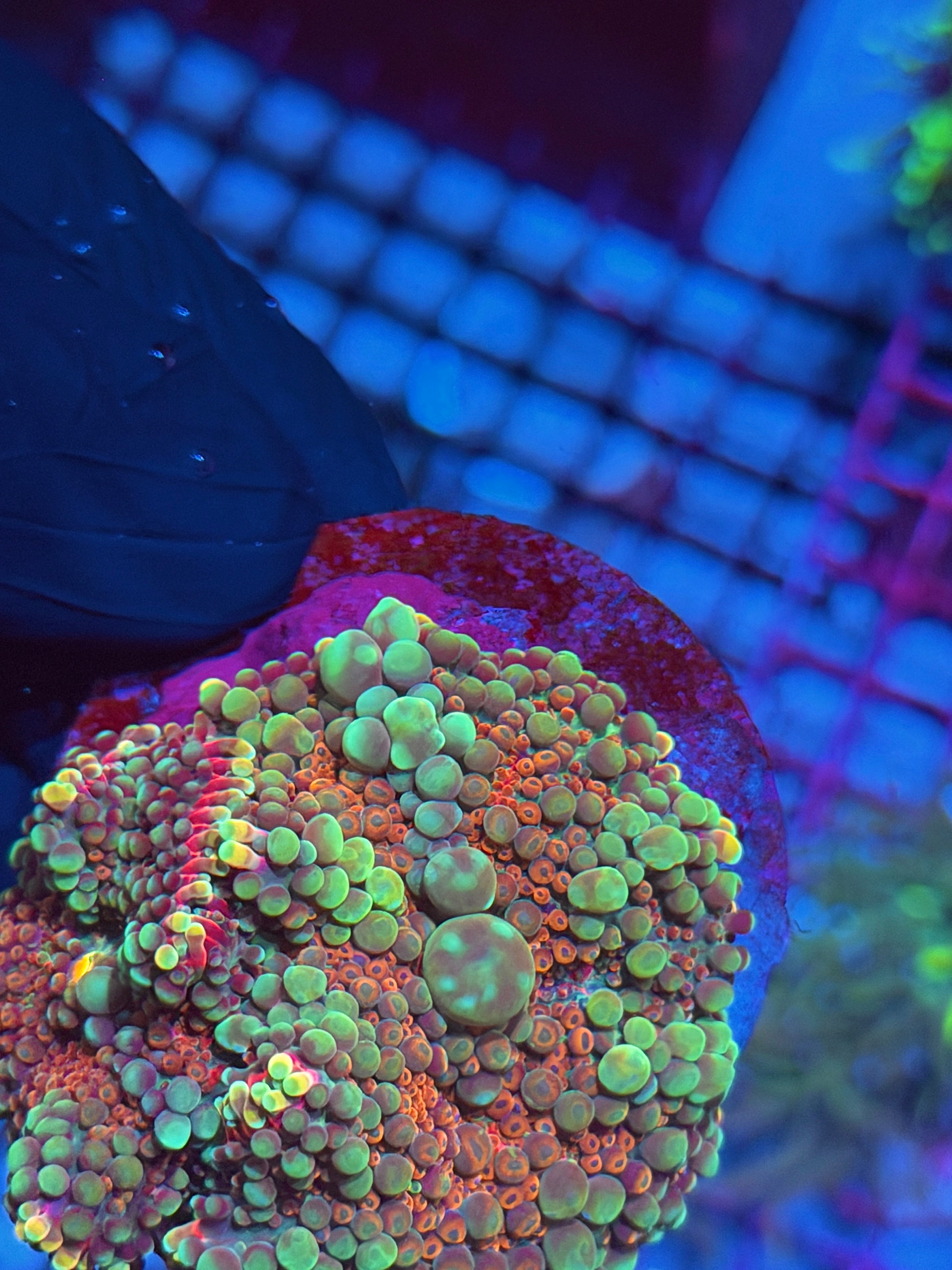 JEA Ice Cream Sundae Yuma Mushroom Coral Multi Big Bubbles XL 8/12