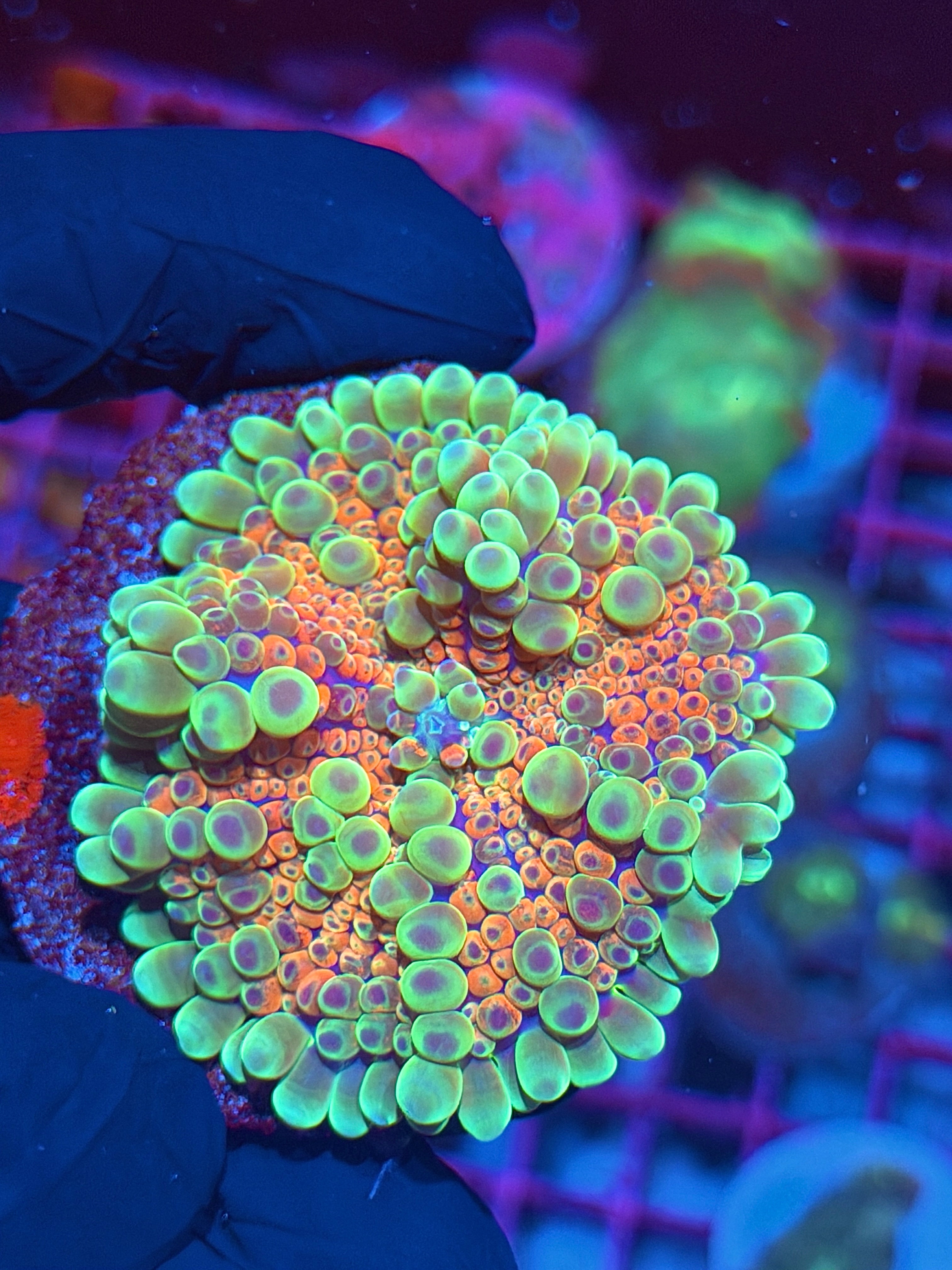 JEA Cosmic Candy Bounce Yuma Mushroom Coral XL BRIGHT 7/31