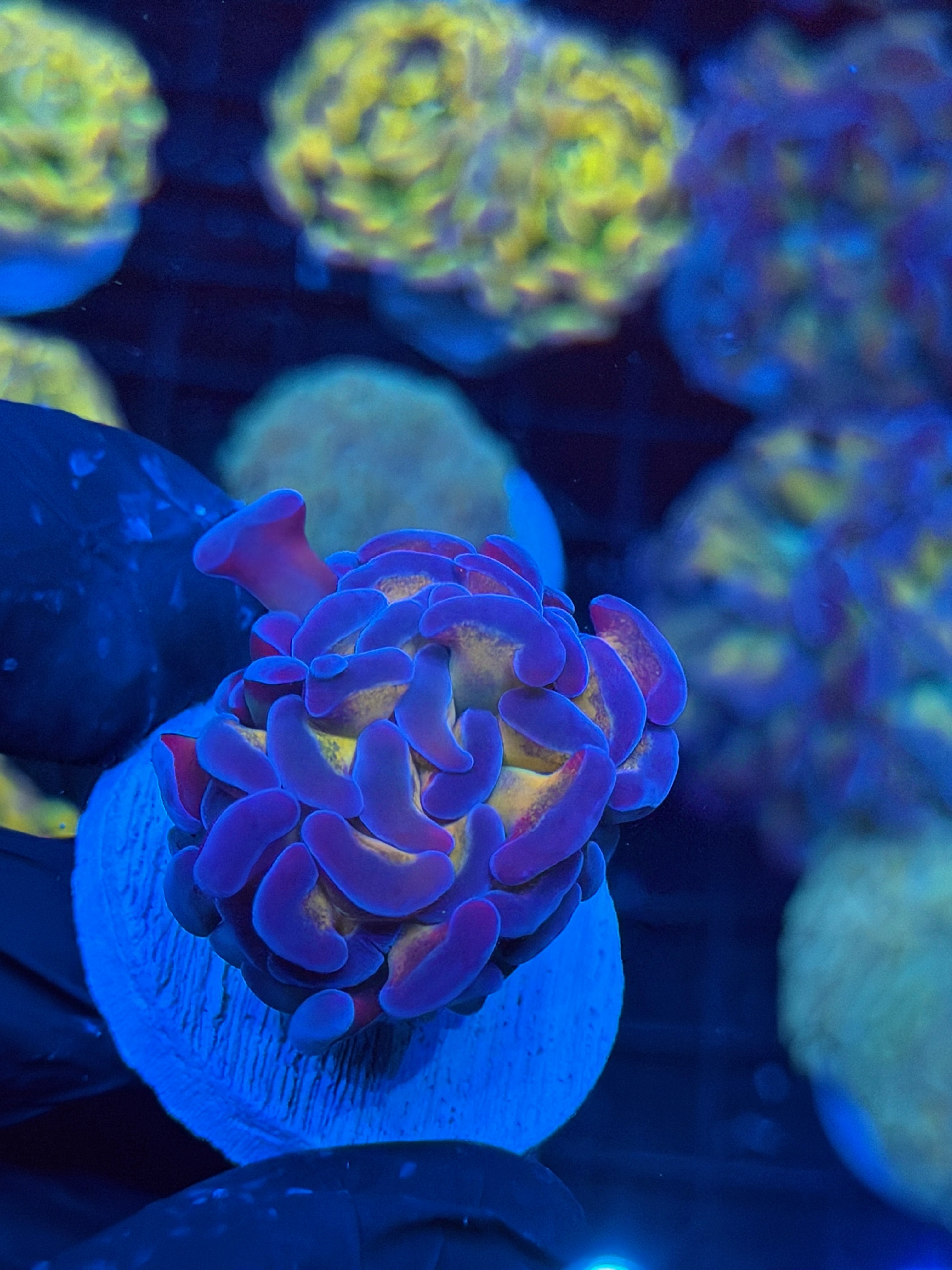 JEA 24K Hammer Coral 1 XL Head 9/6