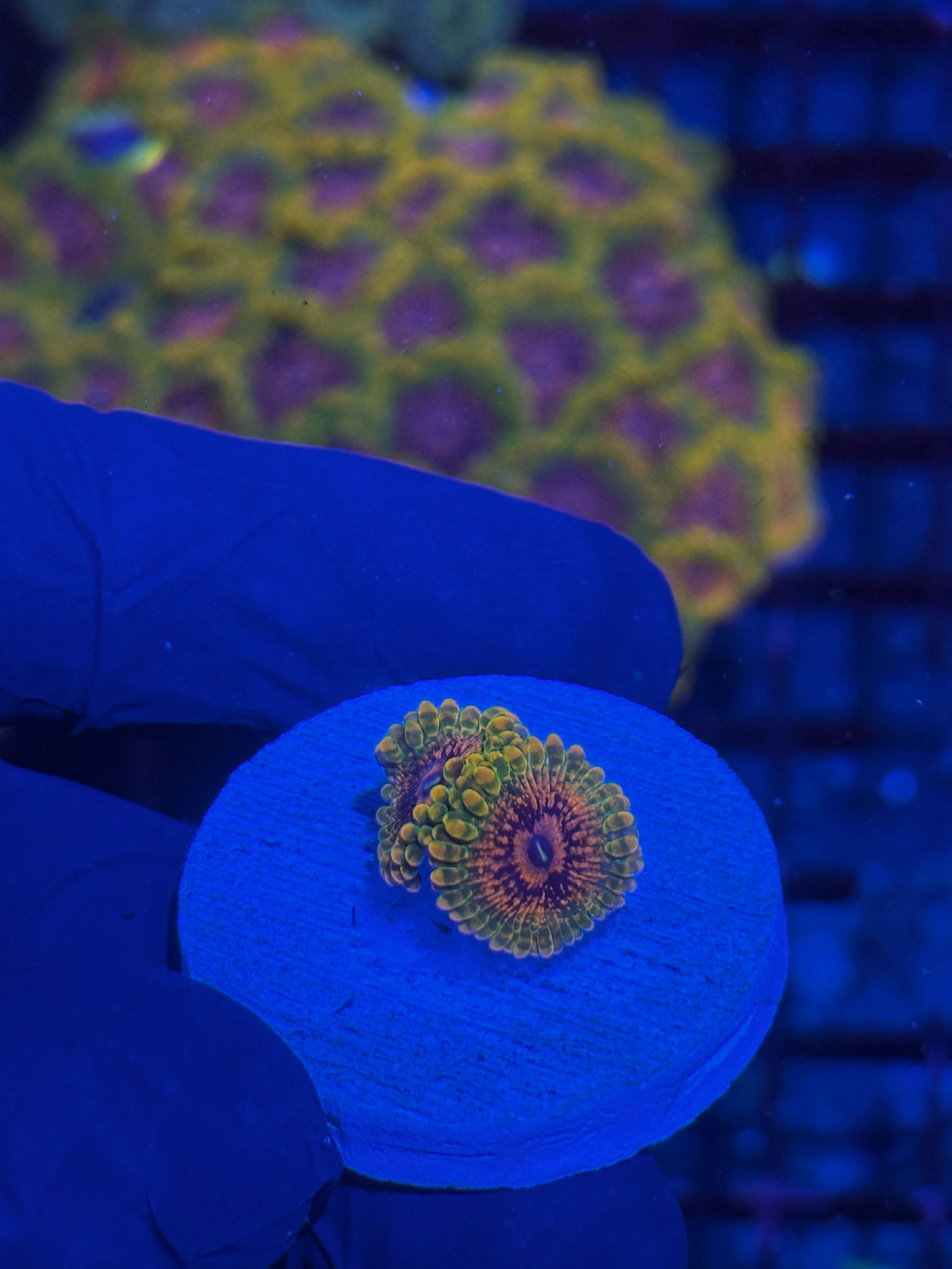 JEA GMK Zoanthid Coral 2 Polyp BRIGHT