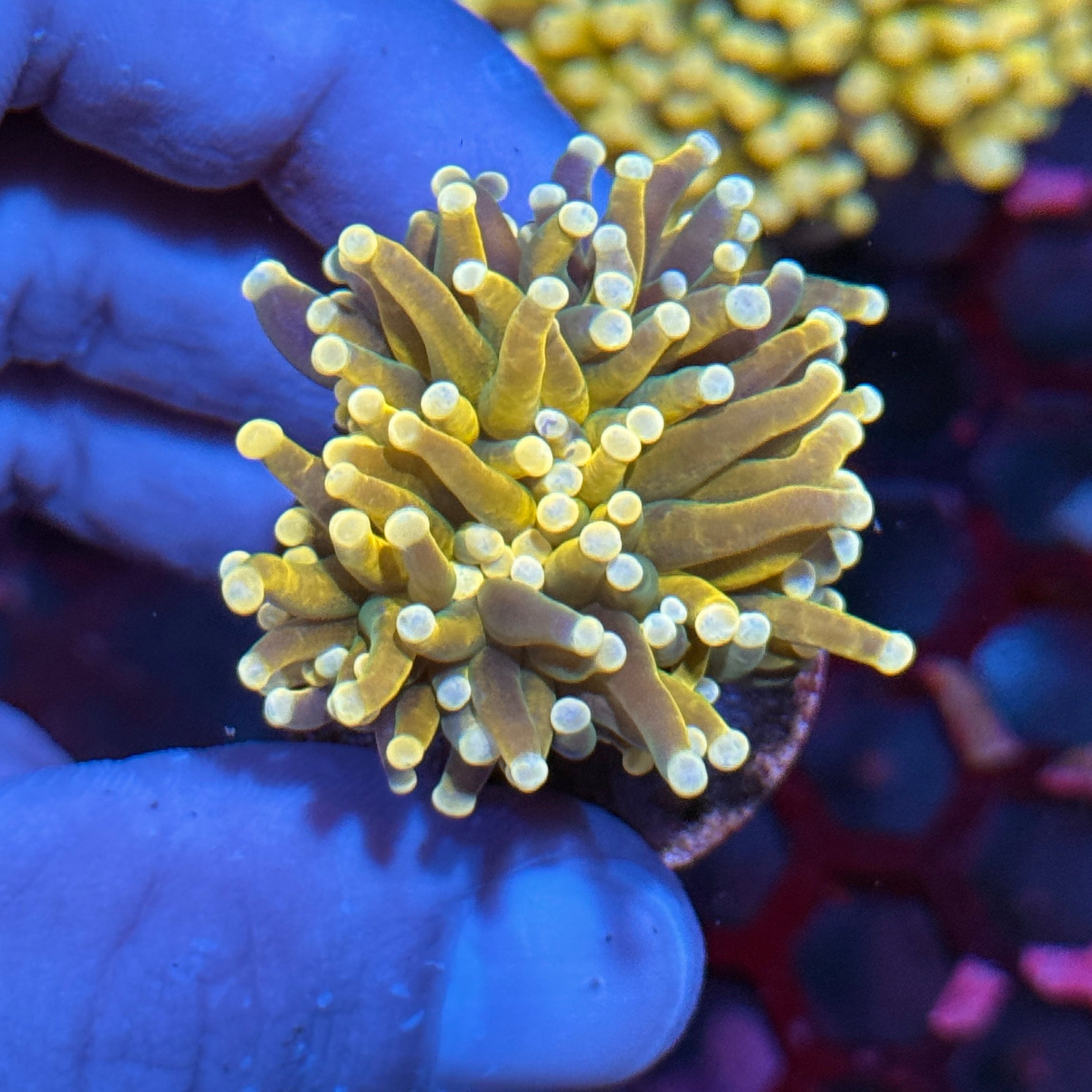 JEA Banana Peel Torch Coral 1 Head 10/12