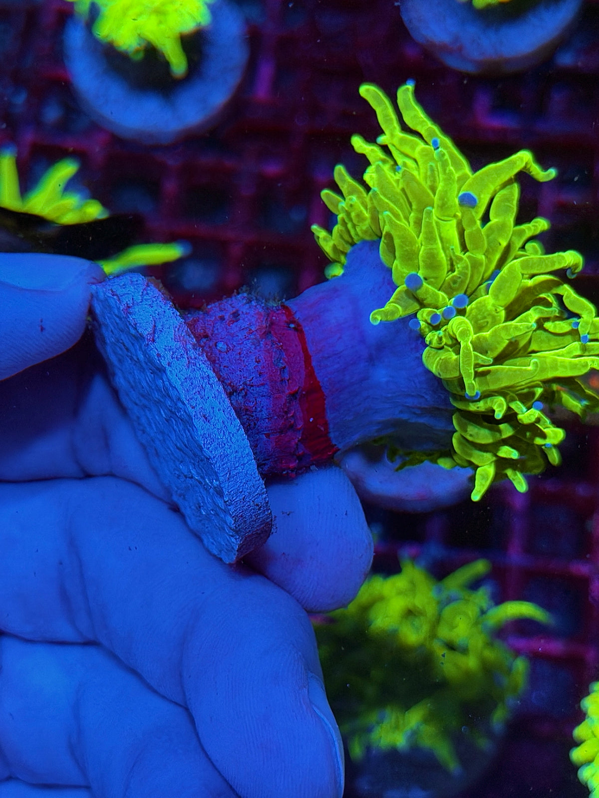 JEA Holy Grail Torch Coral 1 XXL Head 10/20