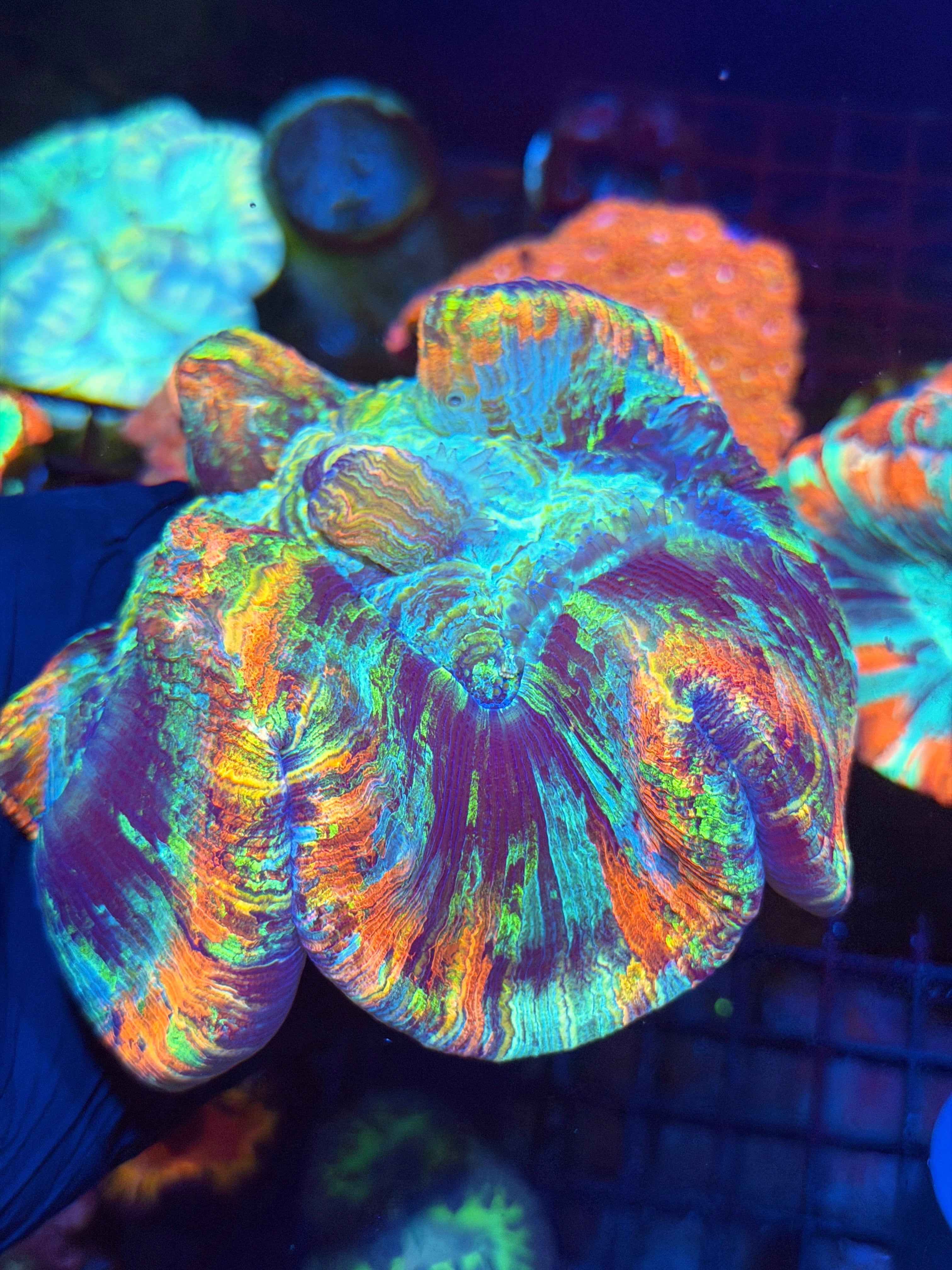 Rainbow Trachyphyllia Meat Coral XXL Show Piece 5/16
