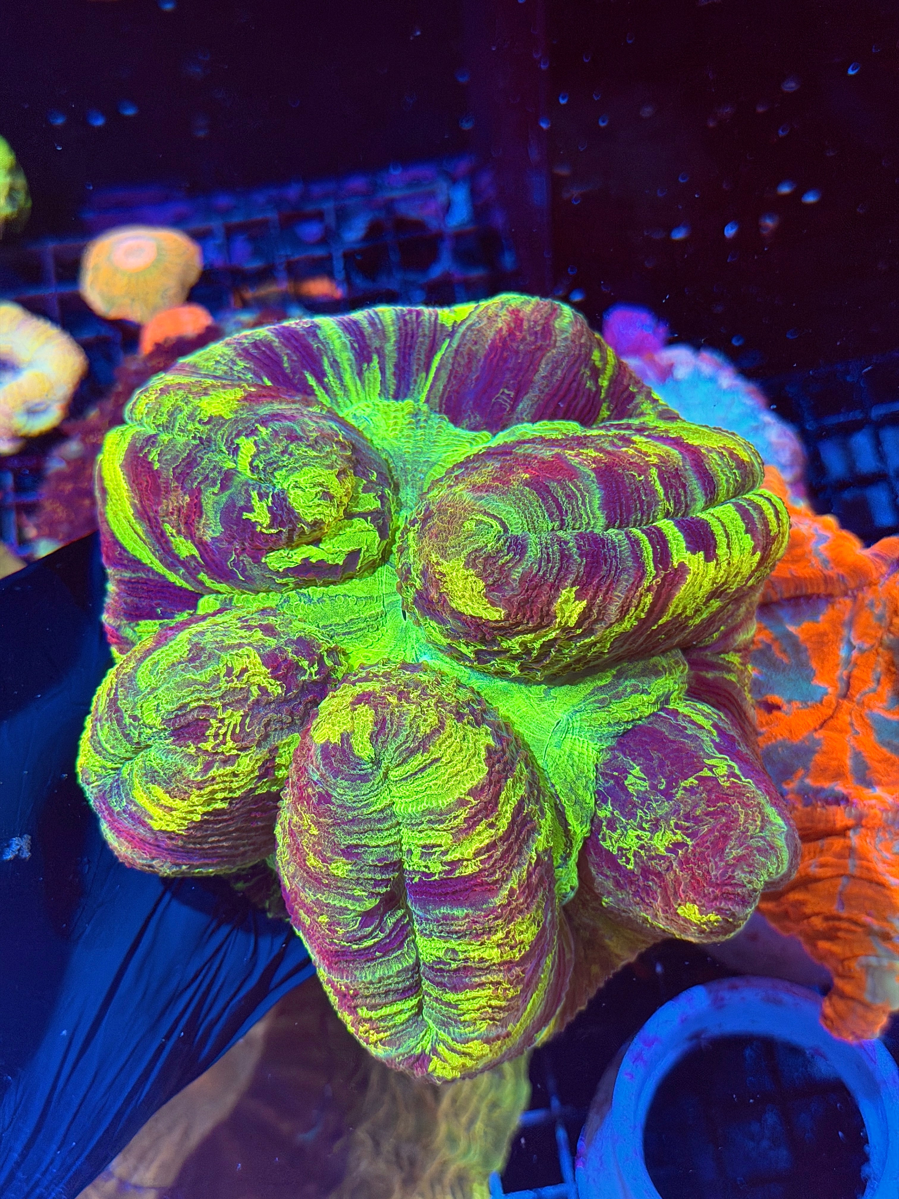 Splatter Trachyphyllia Meat Coral Show Piece XXXL