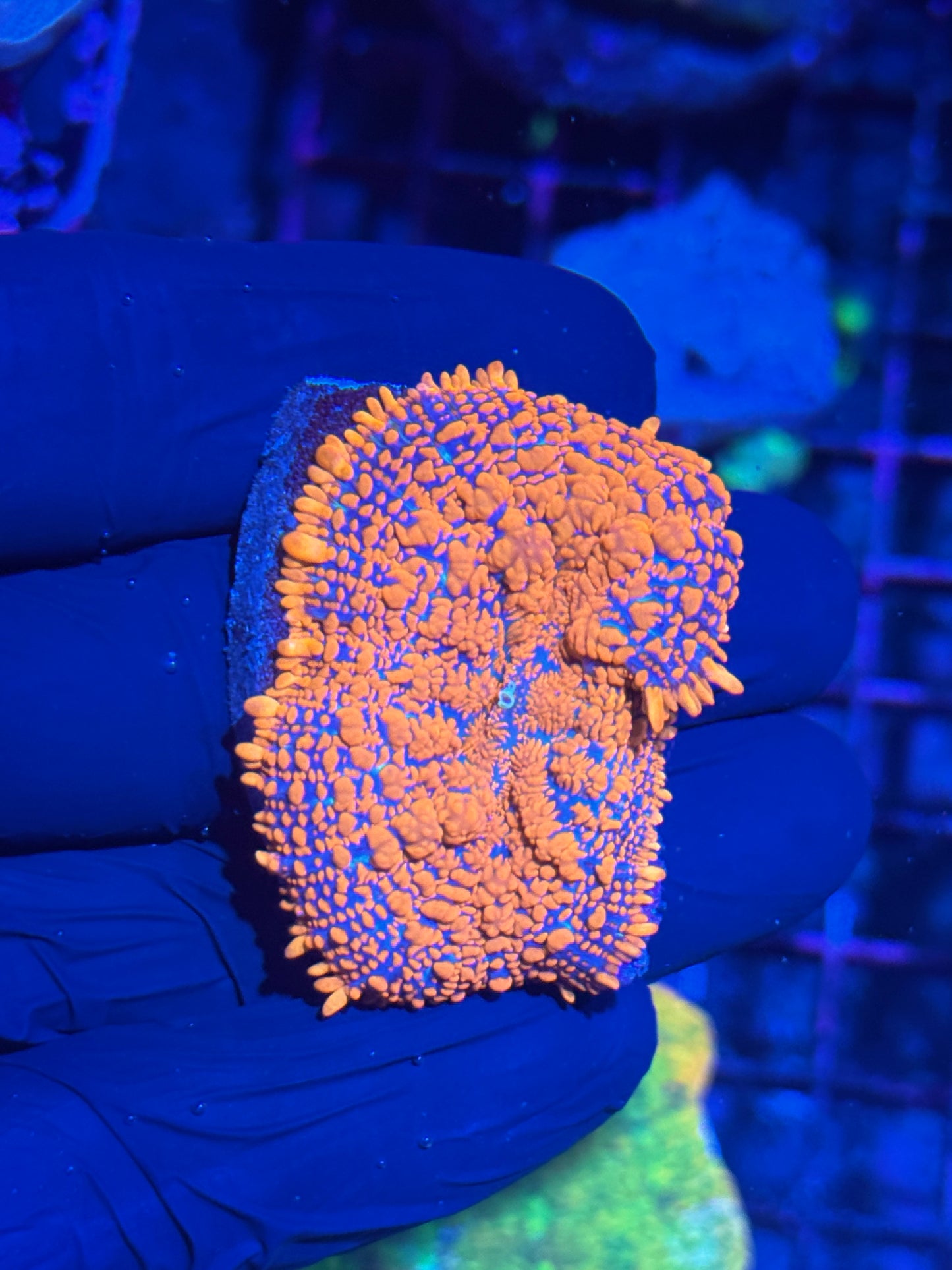 JEA Bloodbath Bouncing Rhodactis Mushroom Coral XXL