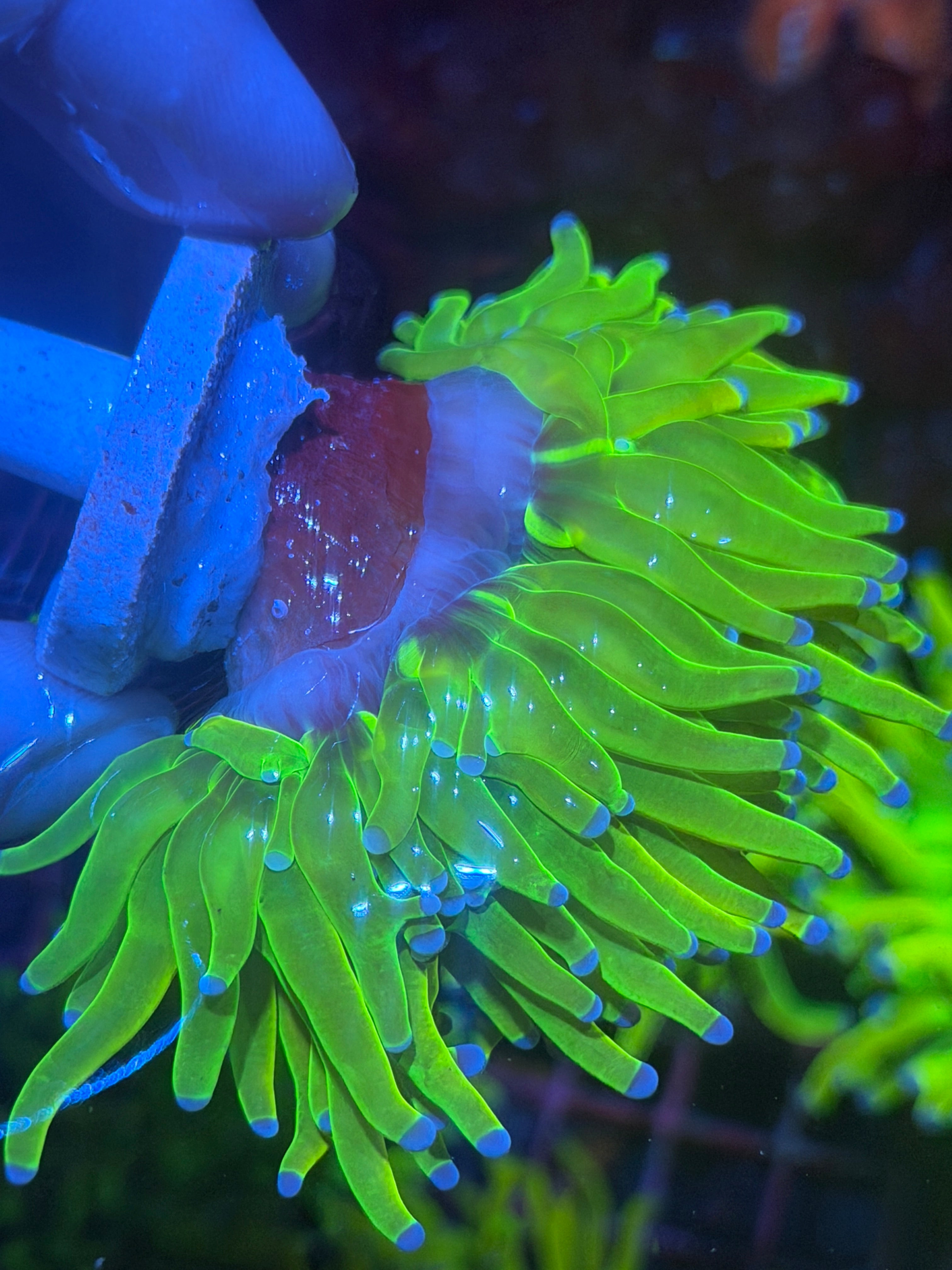 JEA Holy Grail Torch Coral 1 XL Head -