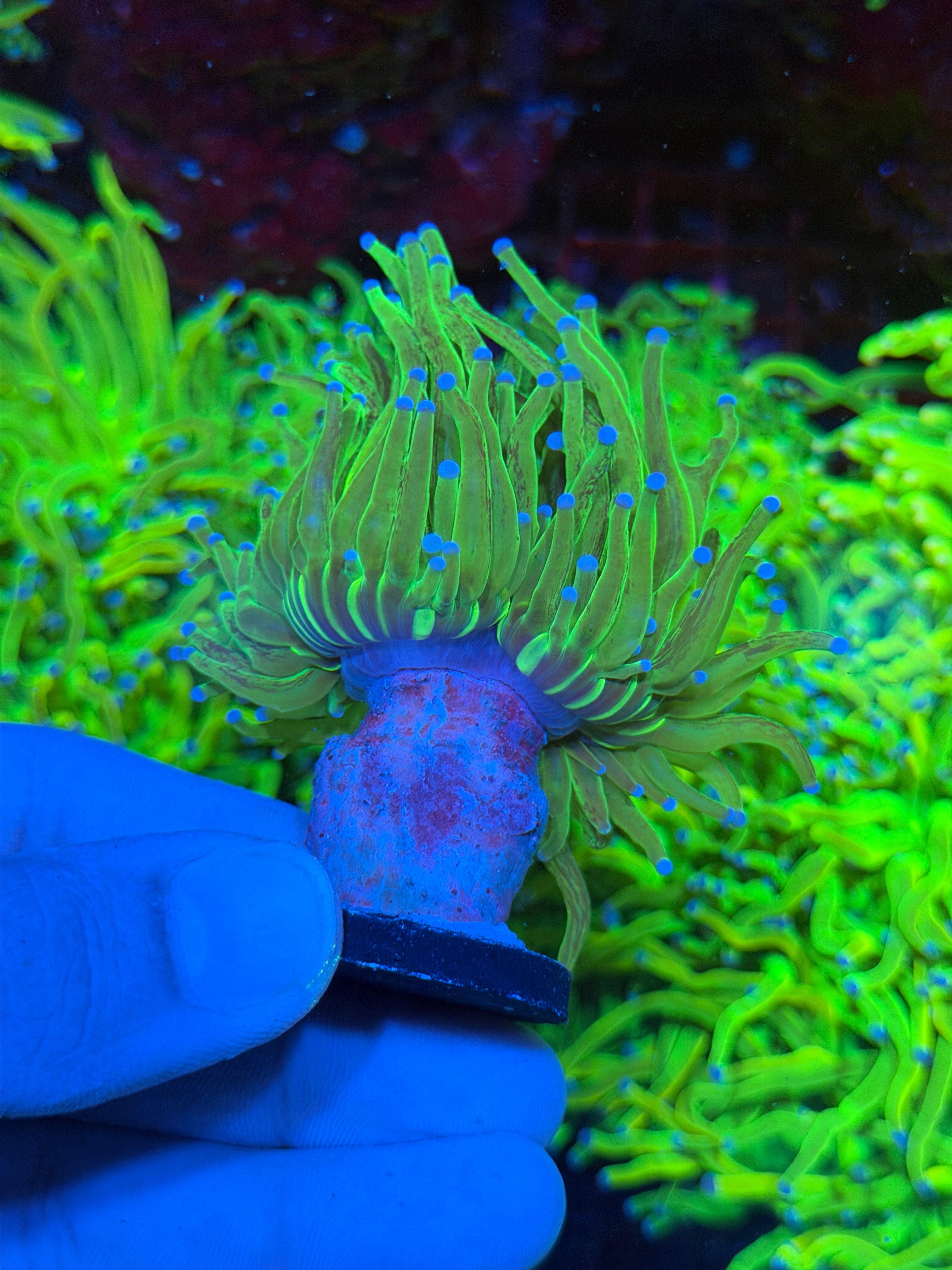 JEA Grafted Glitter Holy Grail Torch Coral 1 XXL Head 2/24