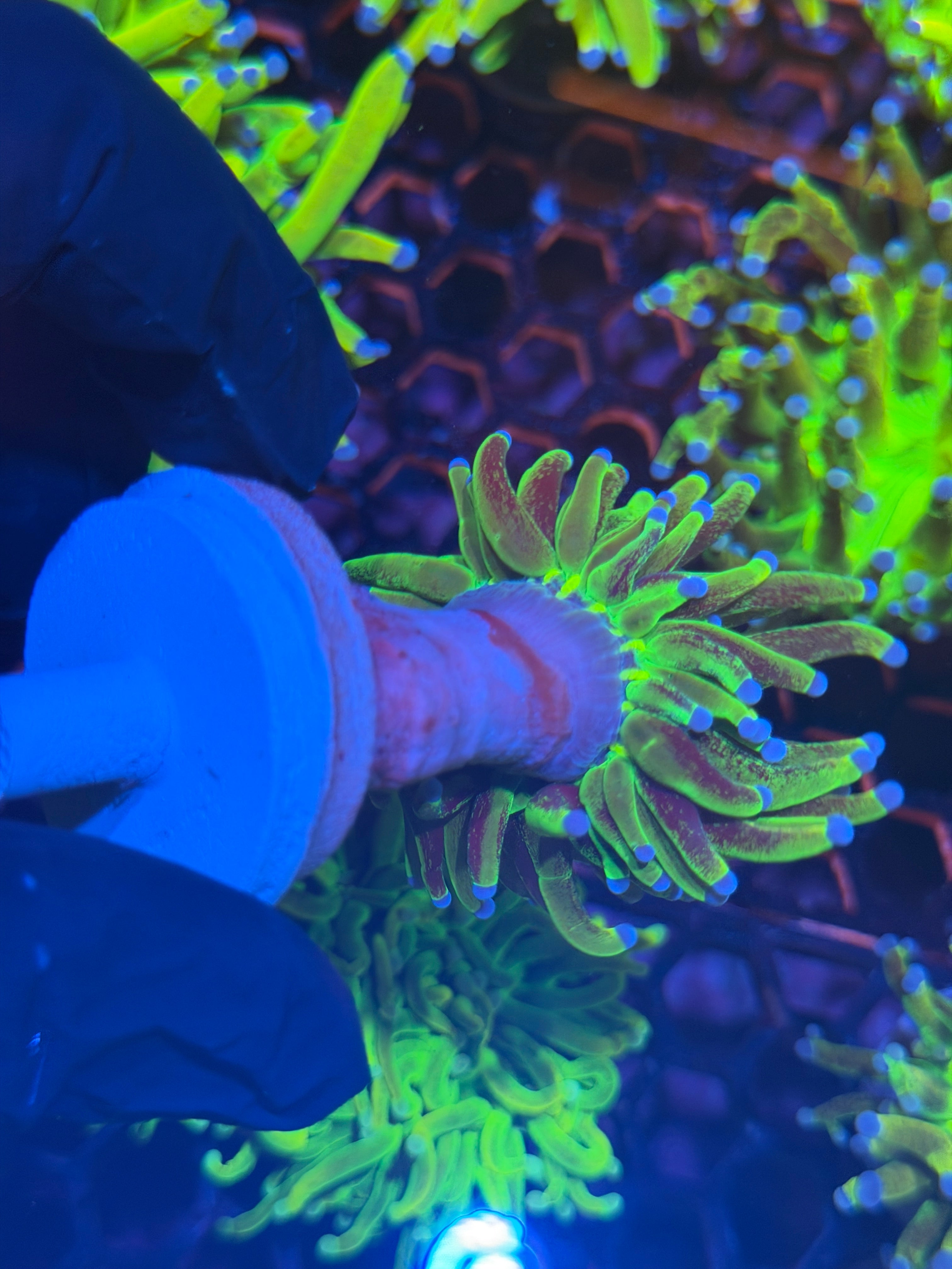 JEA Grafted Glitter Holy Grail 1 XL Head 2/24