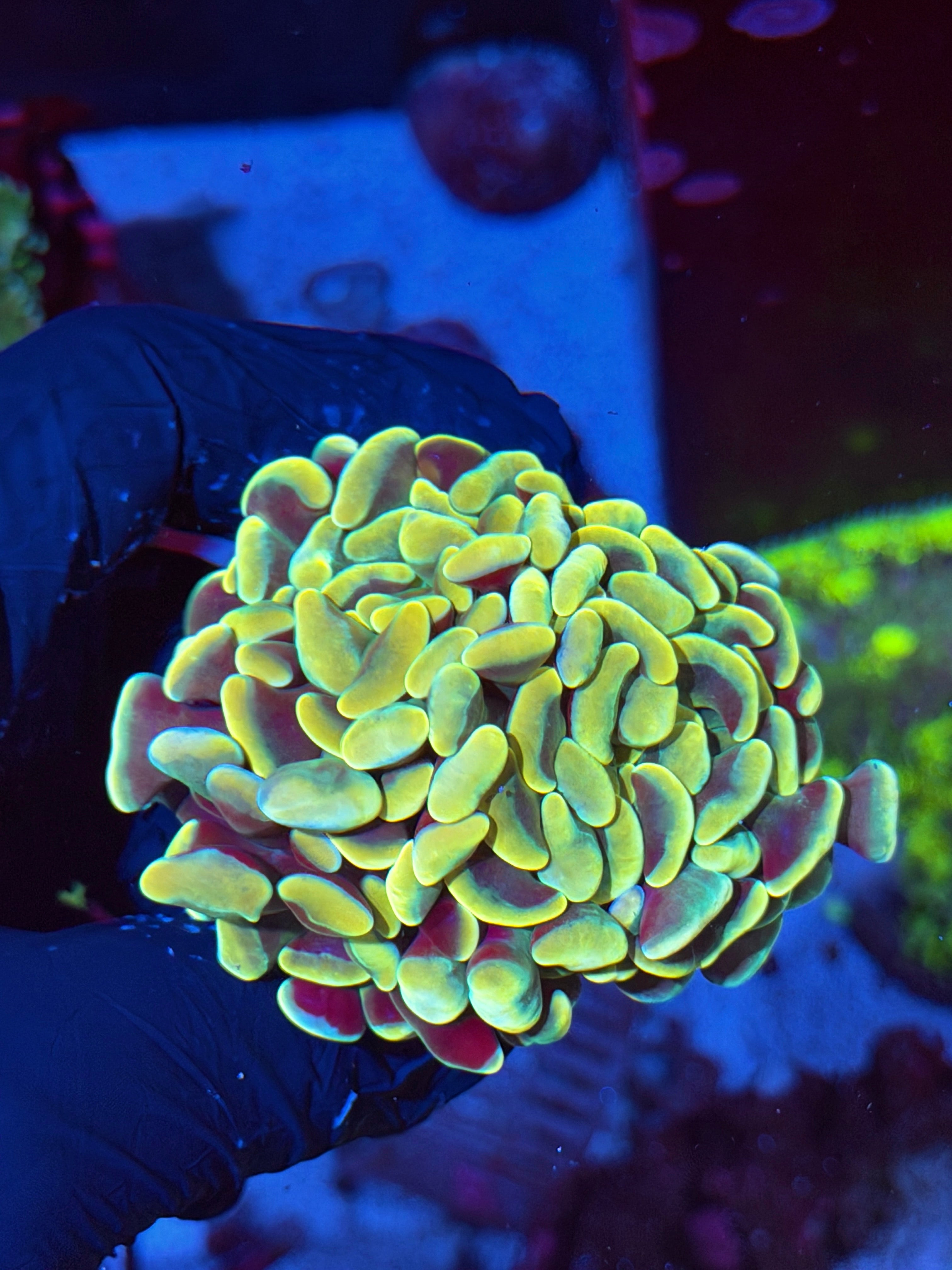 JEA Holy Mac Hammer Coral 2 Heads XXL