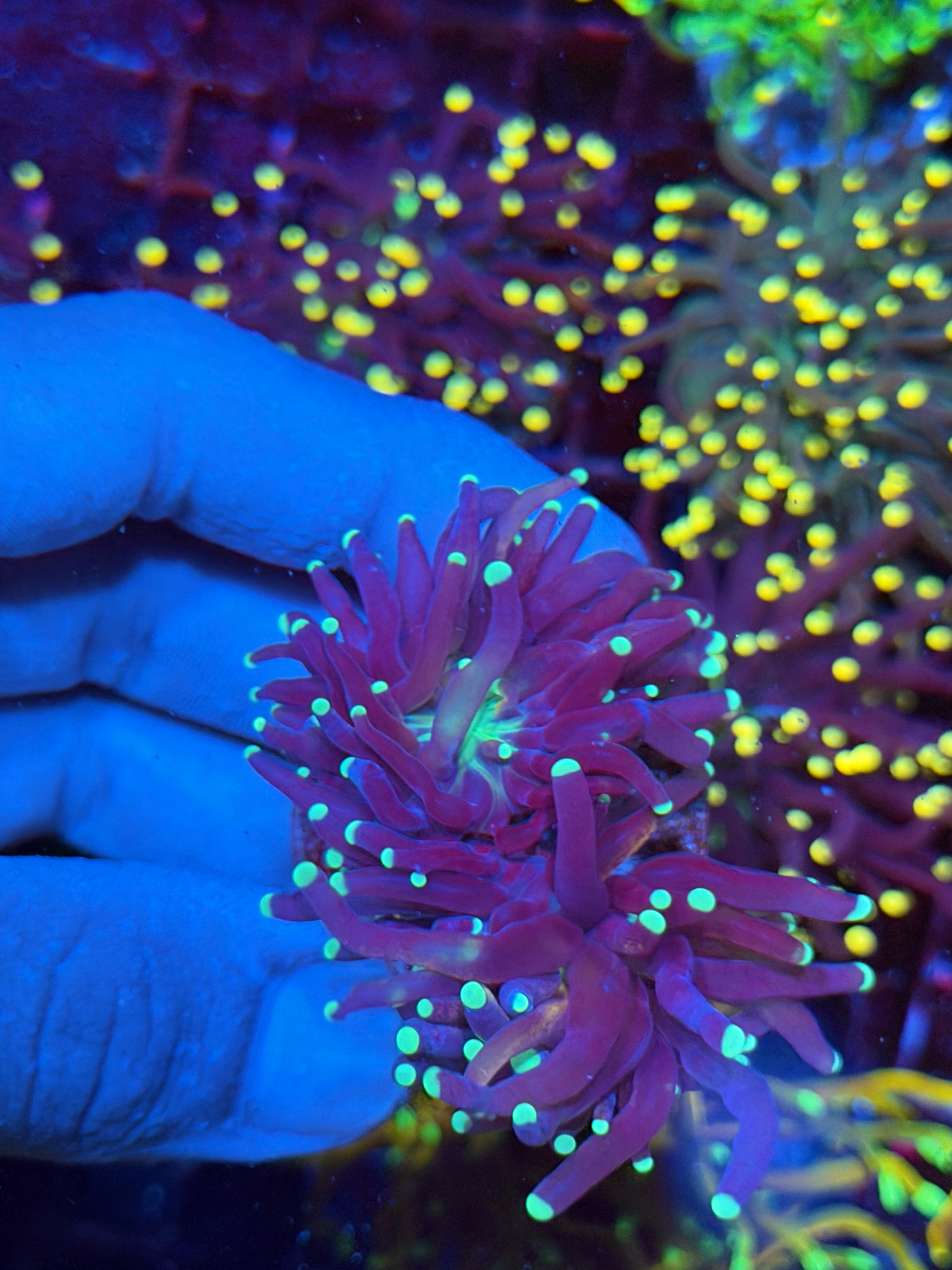 JEA Oddball Tiger Torch Coral 2 Heads XXL  Rare