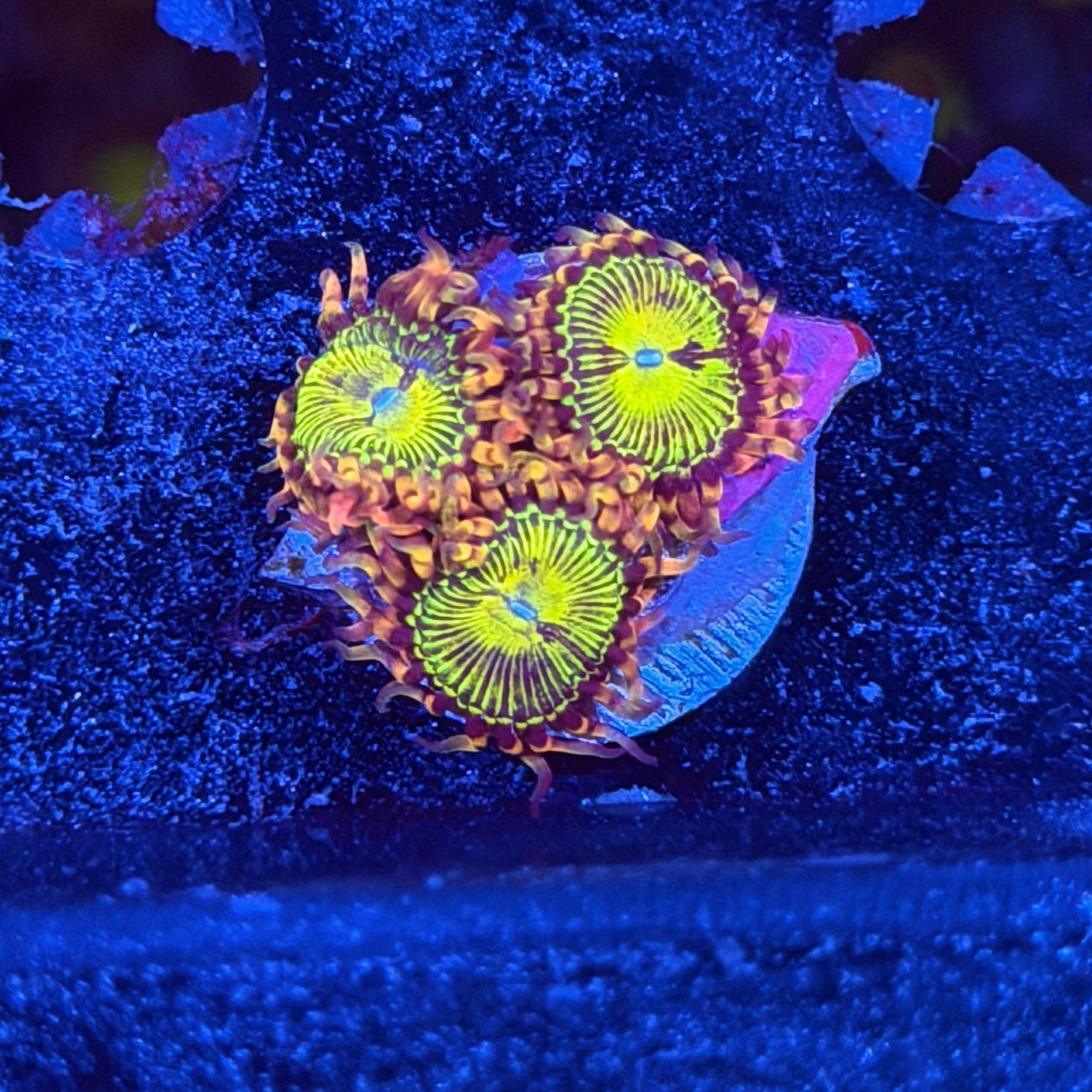JEA Buttkisser Zoanthid Coral 3 Polyps XL 6/3