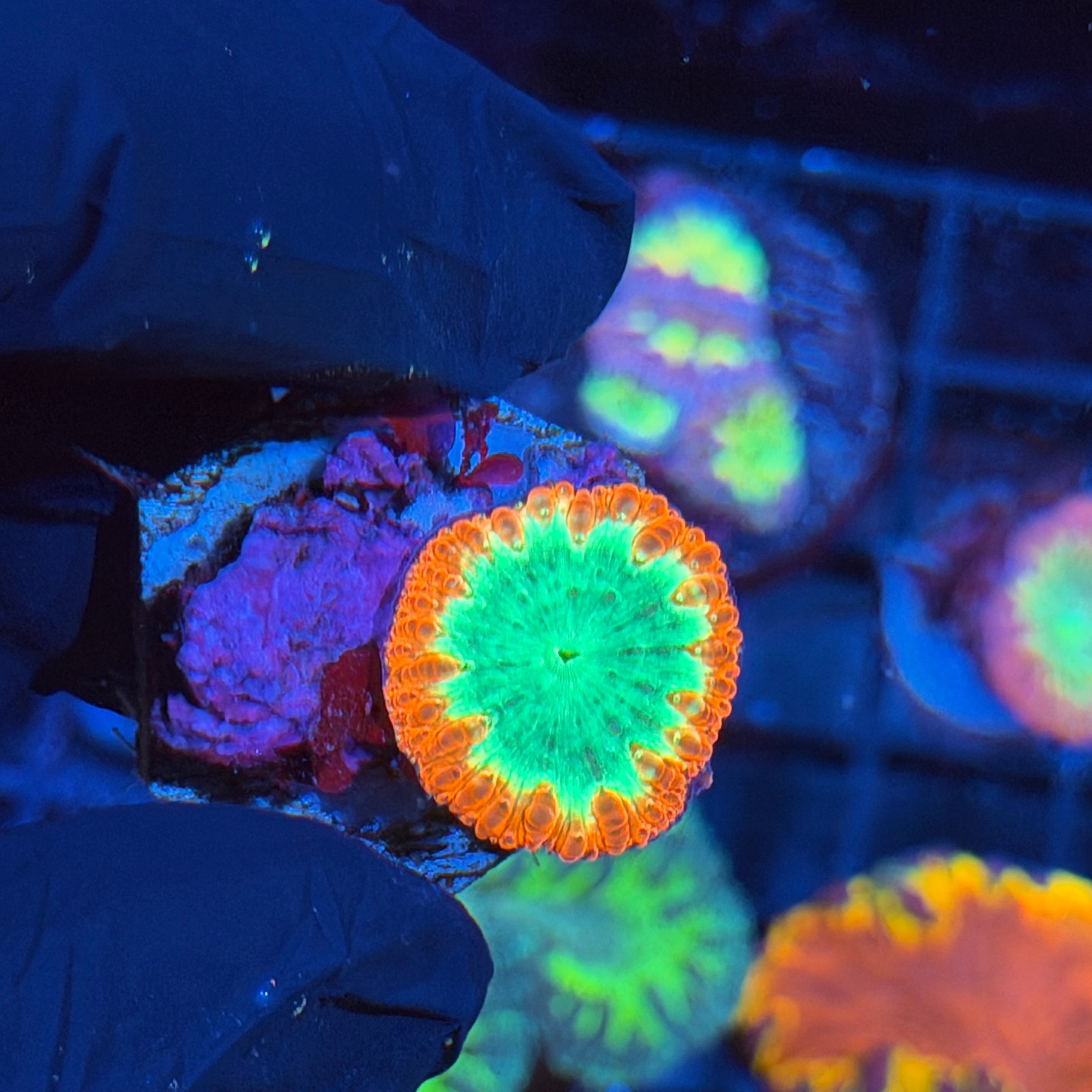 Jay's Exotic Corals