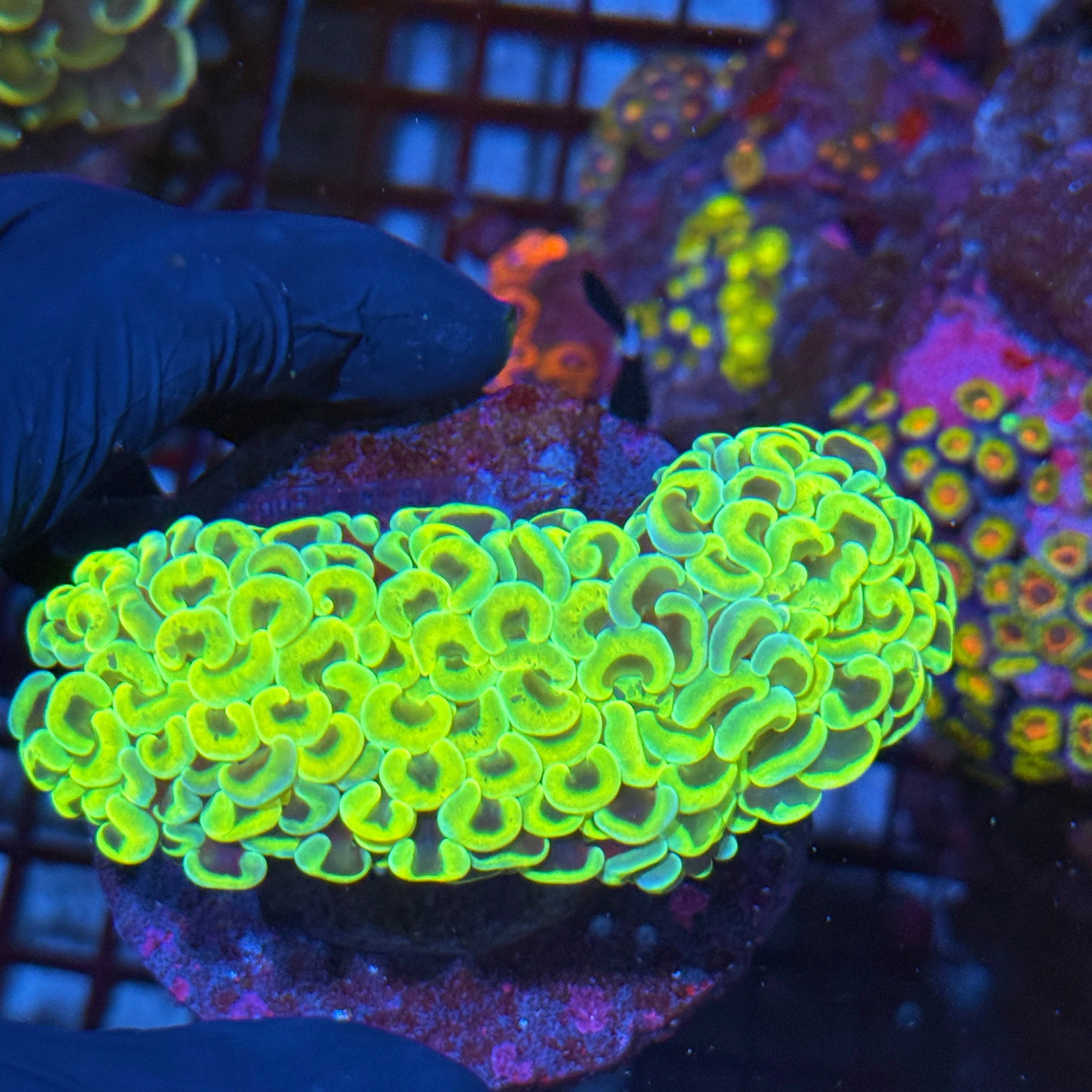 Electric Yellow Wall Hammer Coral XL