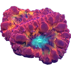 Blastomussa