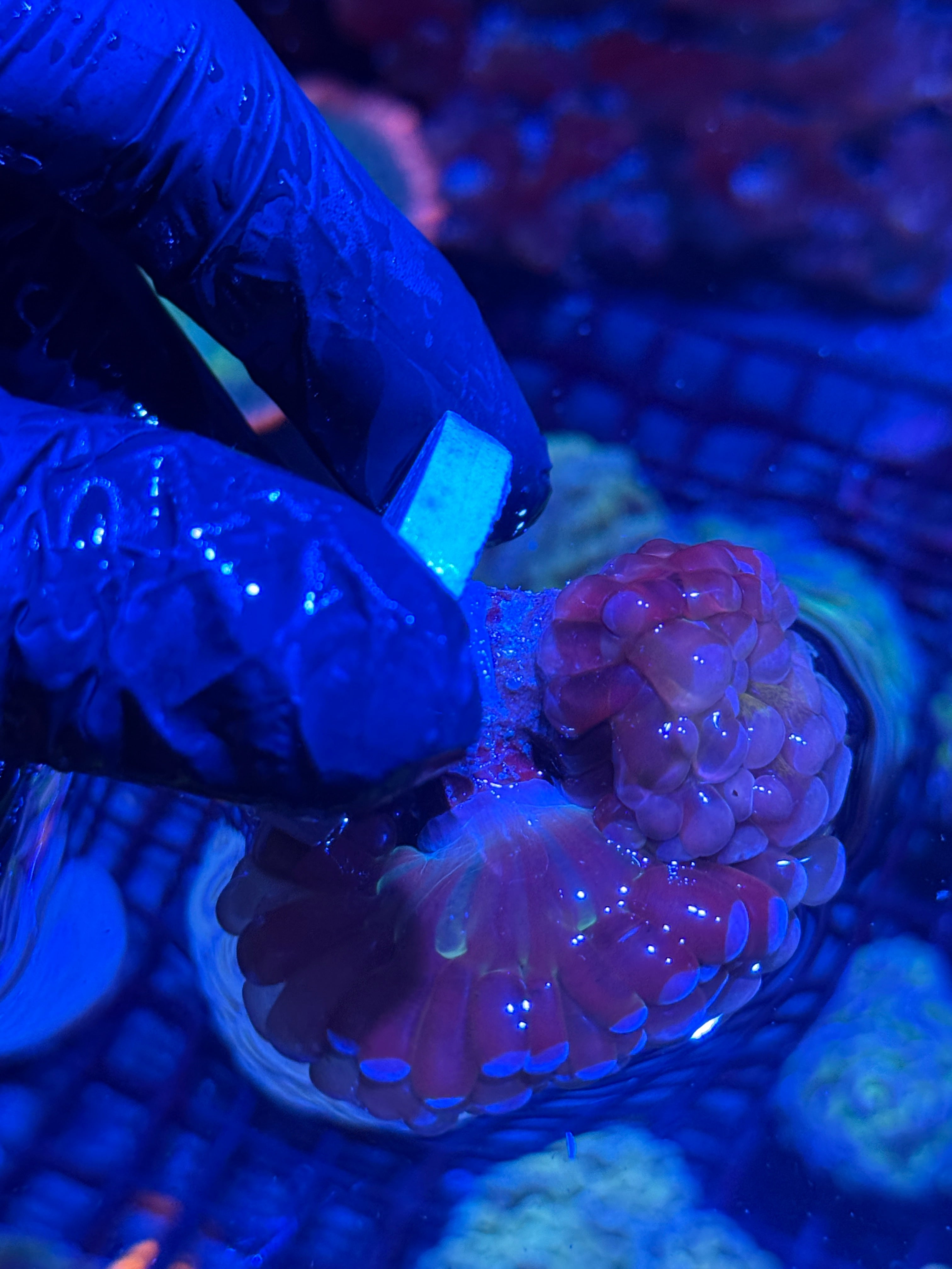 JEA Freakshow Hammer Coral Insane XL 3 Heads Splitting