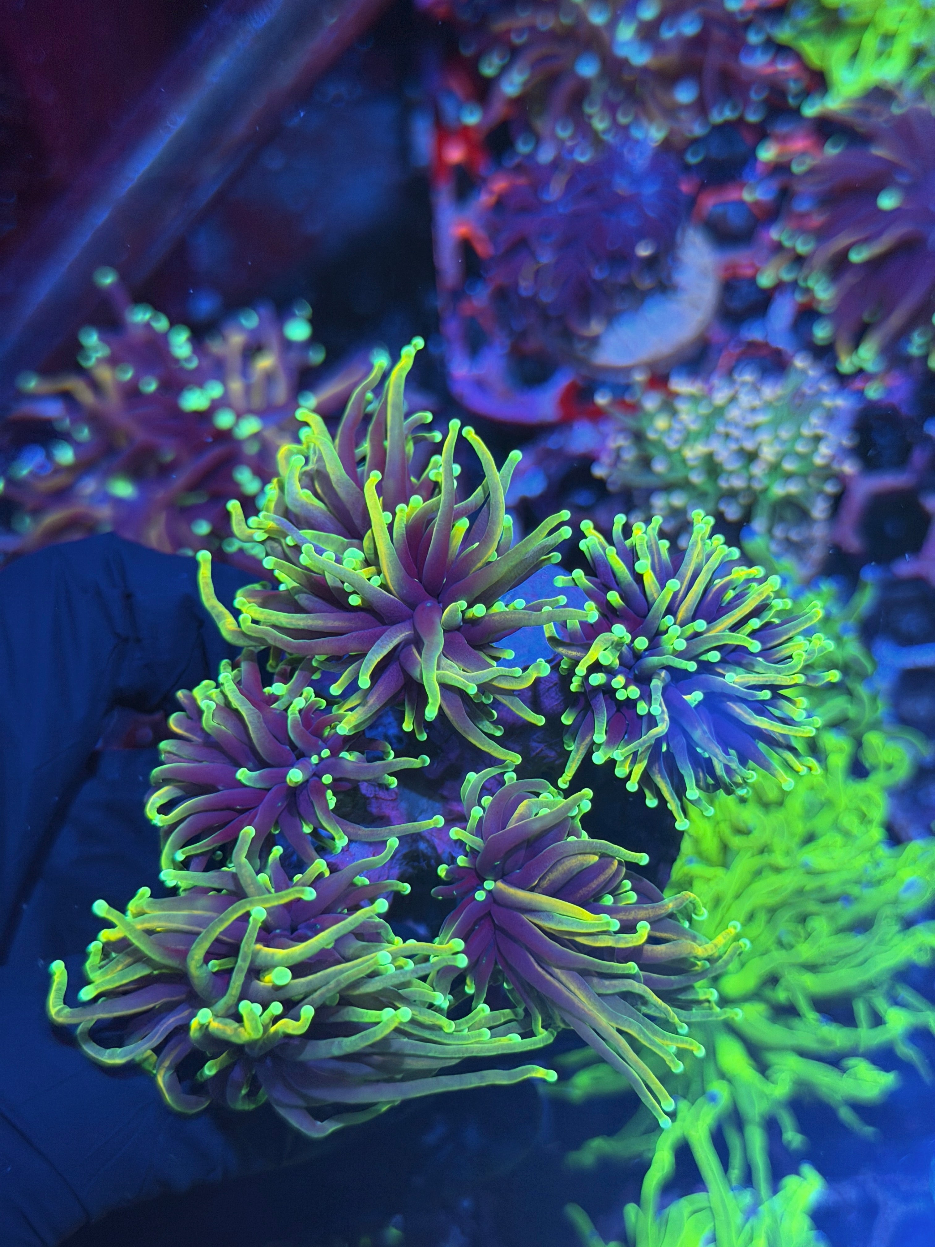 JEA Dragon Soul Torch Coral Colony 6 Heads XL 7/31