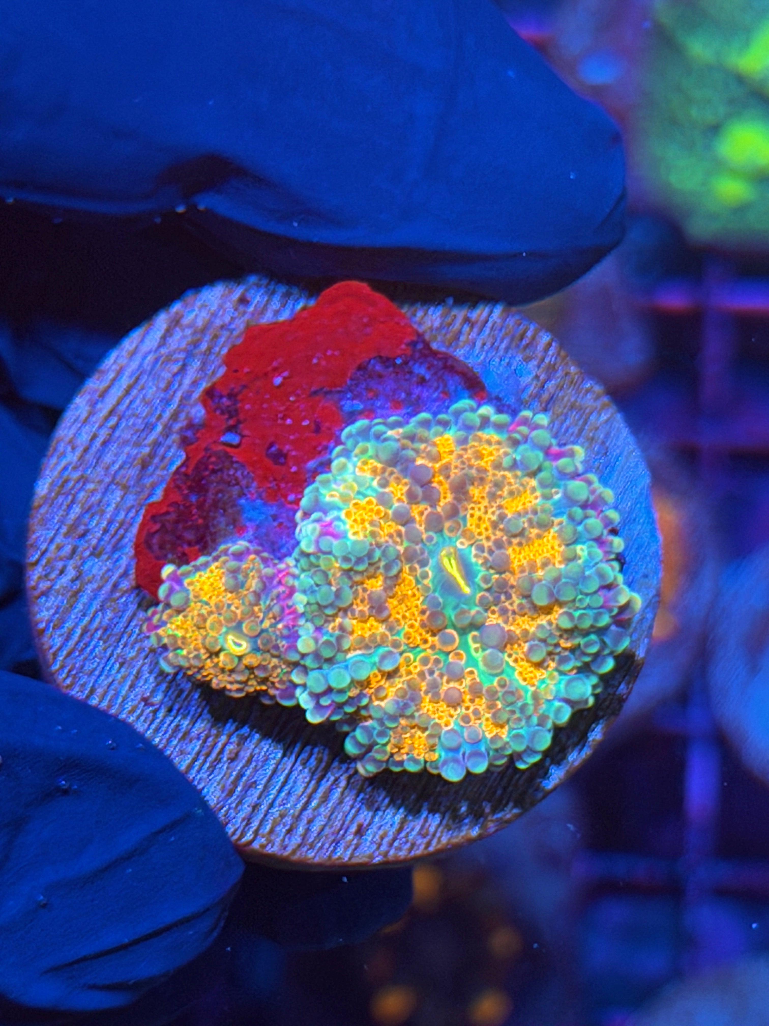 JEA Rainbow Vibes Yuma Mushroom Coral Double