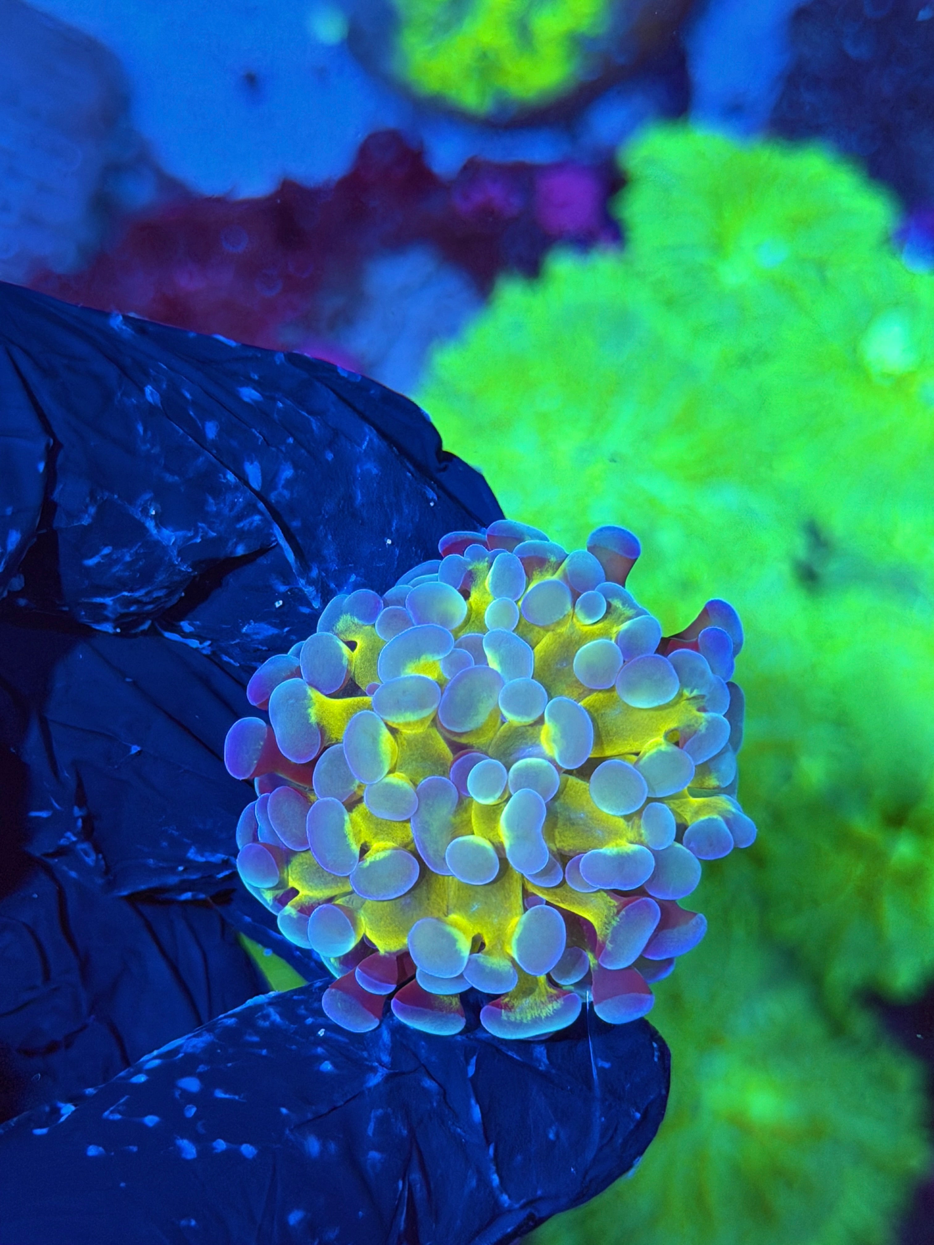 JEA Gods Gift Hammer Coral 1 XL Head